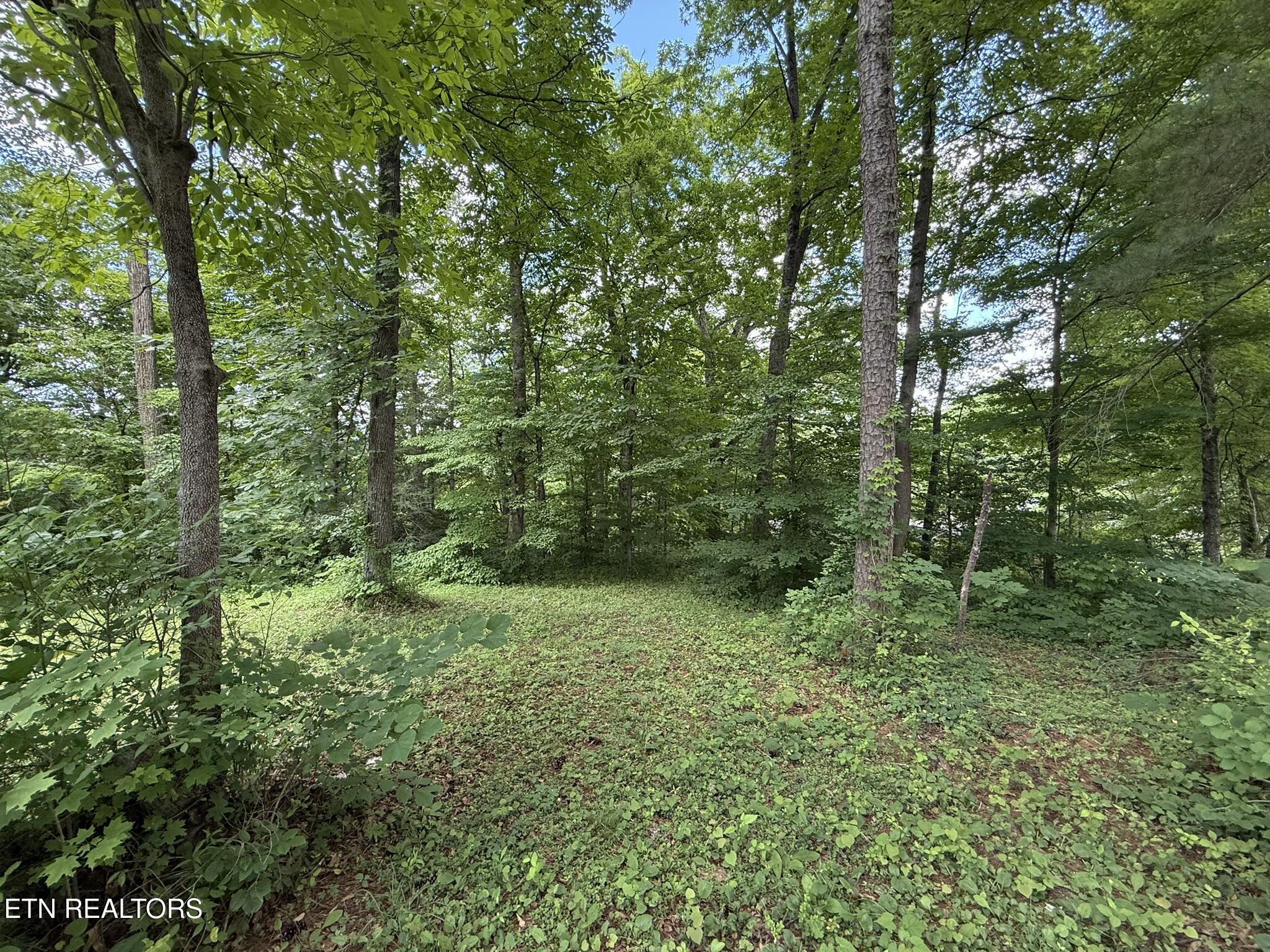 Shoreline Circle, Lafollette, TN - Norris Lake Real Estate - Image# 5