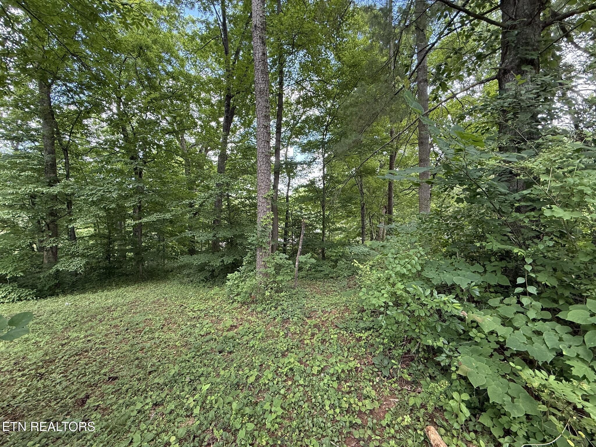 Shoreline Circle, Lafollette, TN - Norris Lake Real Estate - Image# 6
