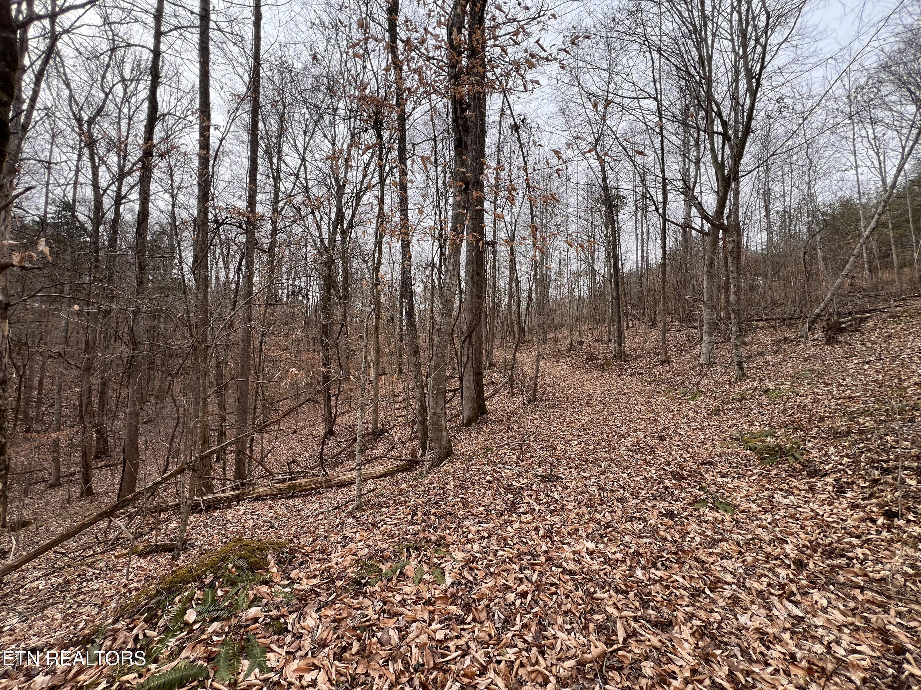 119 Laurel Wood Rd, Tazewell, TN - Norris Lake Real Estate - Image# 17