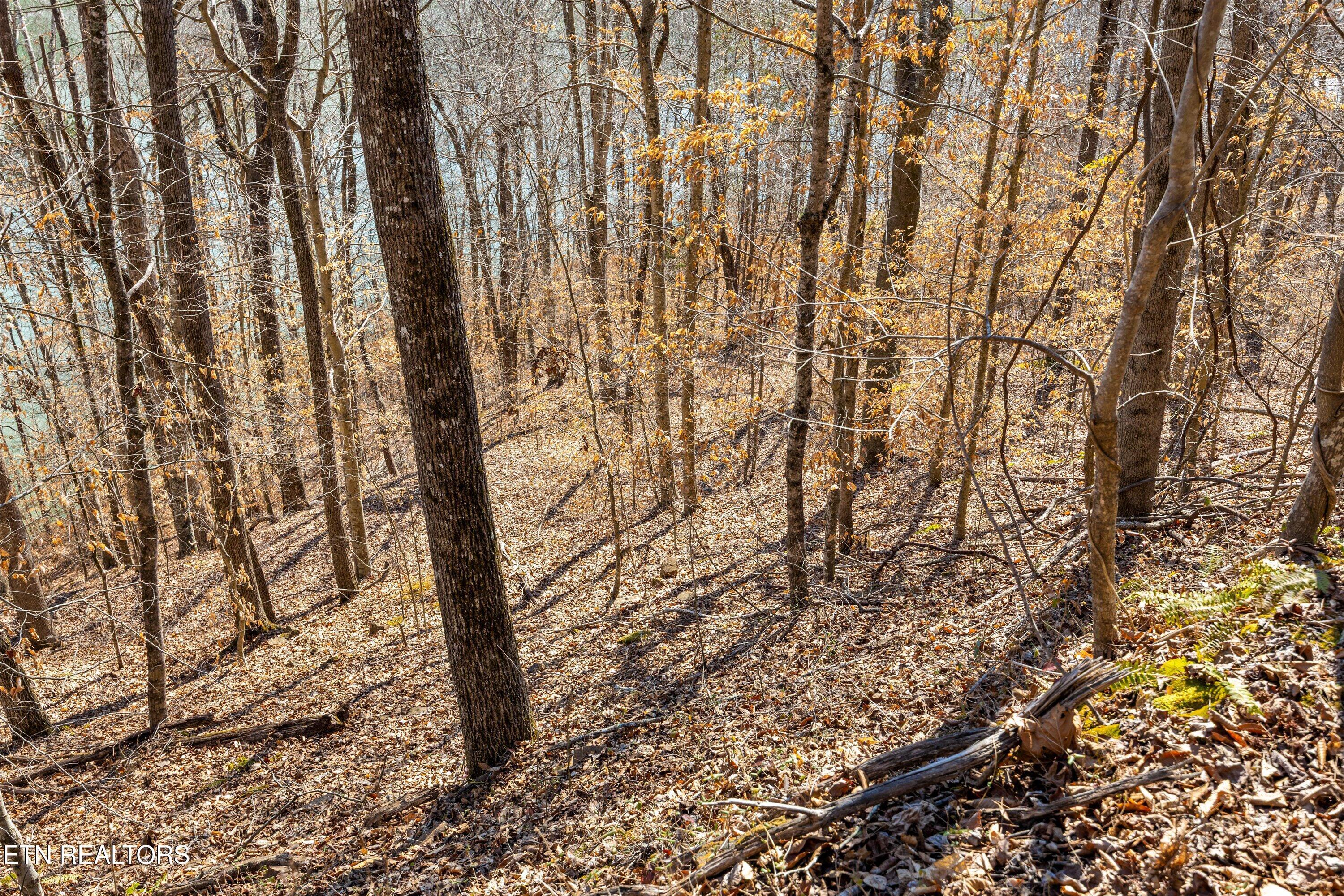 Norris Lake Real Estate - Image# 25