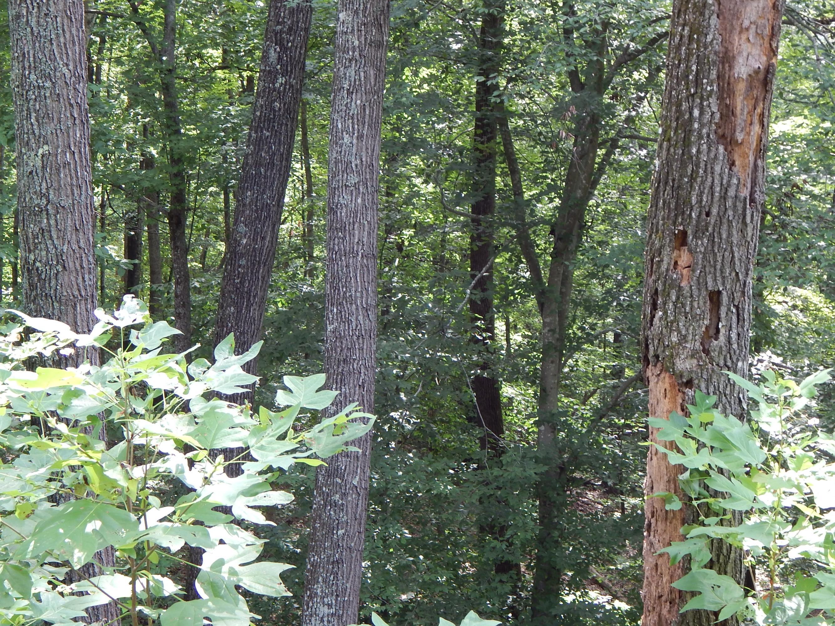 Tortiose Shell, New Tazewell, TN - Norris Lake Real Estate - Image# 3