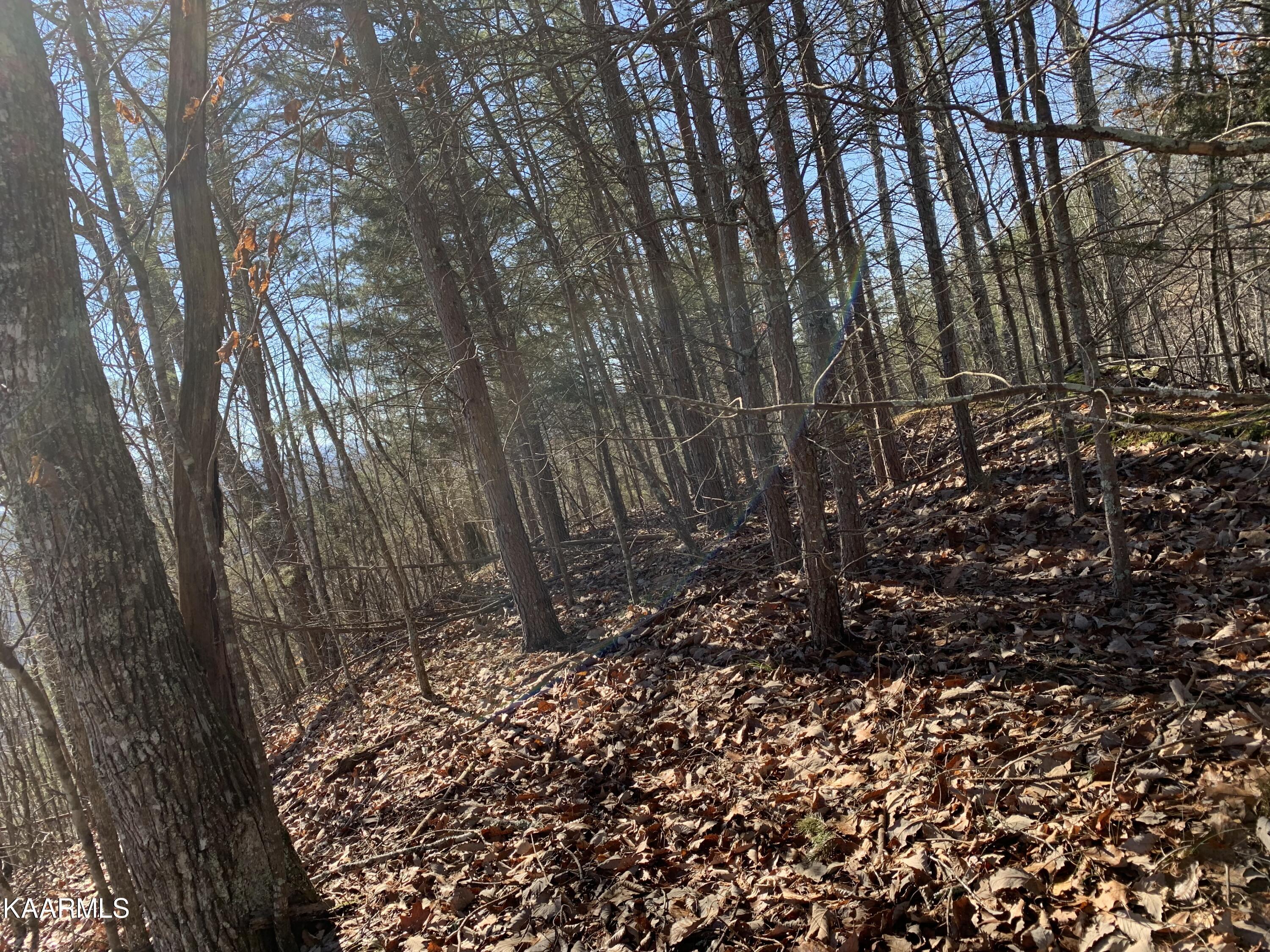 Norris Lake Real Estate - Image# 5
