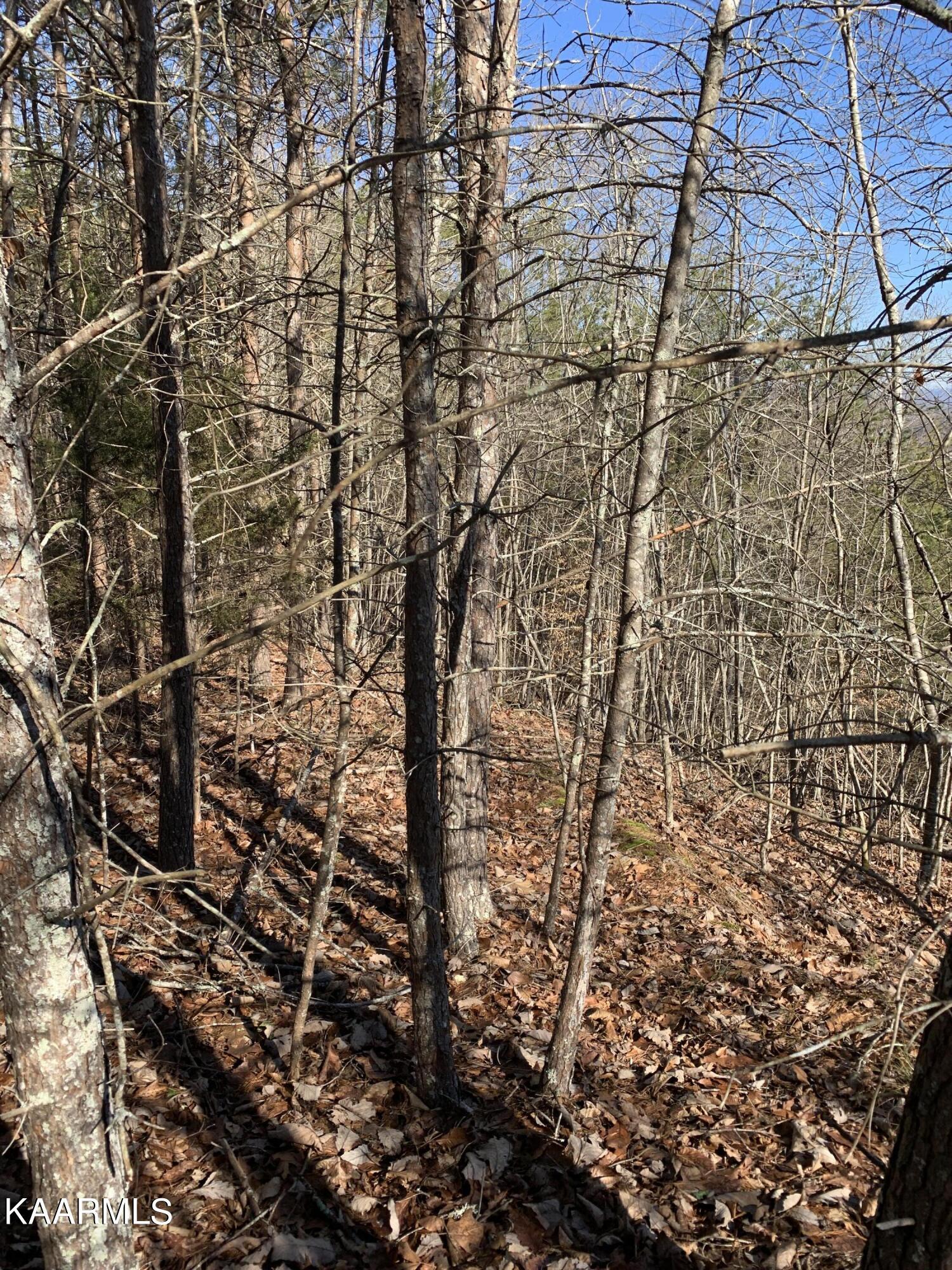 Norris Lake Real Estate - Image# 3