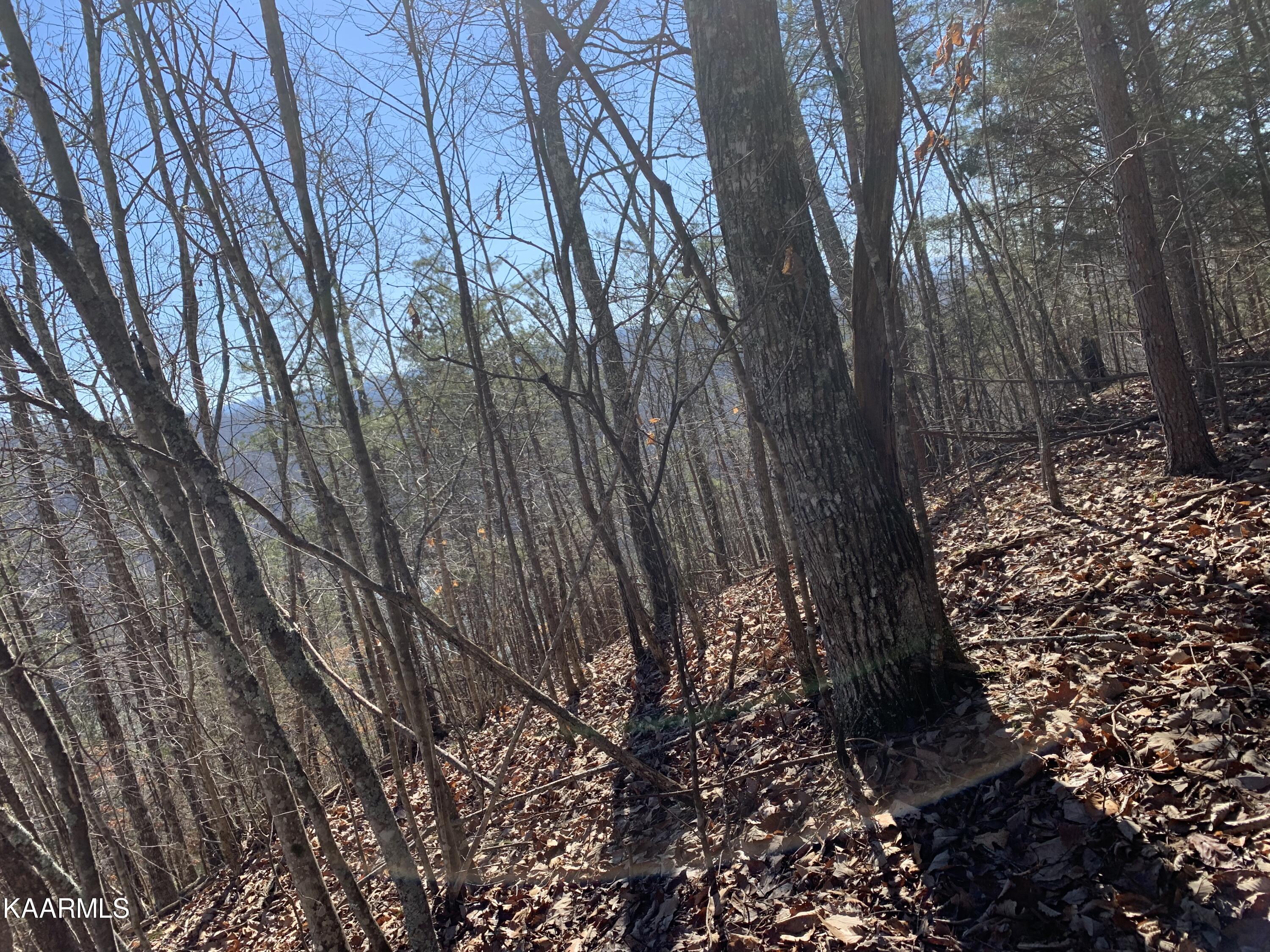 Norris Lake Real Estate - Image# 6