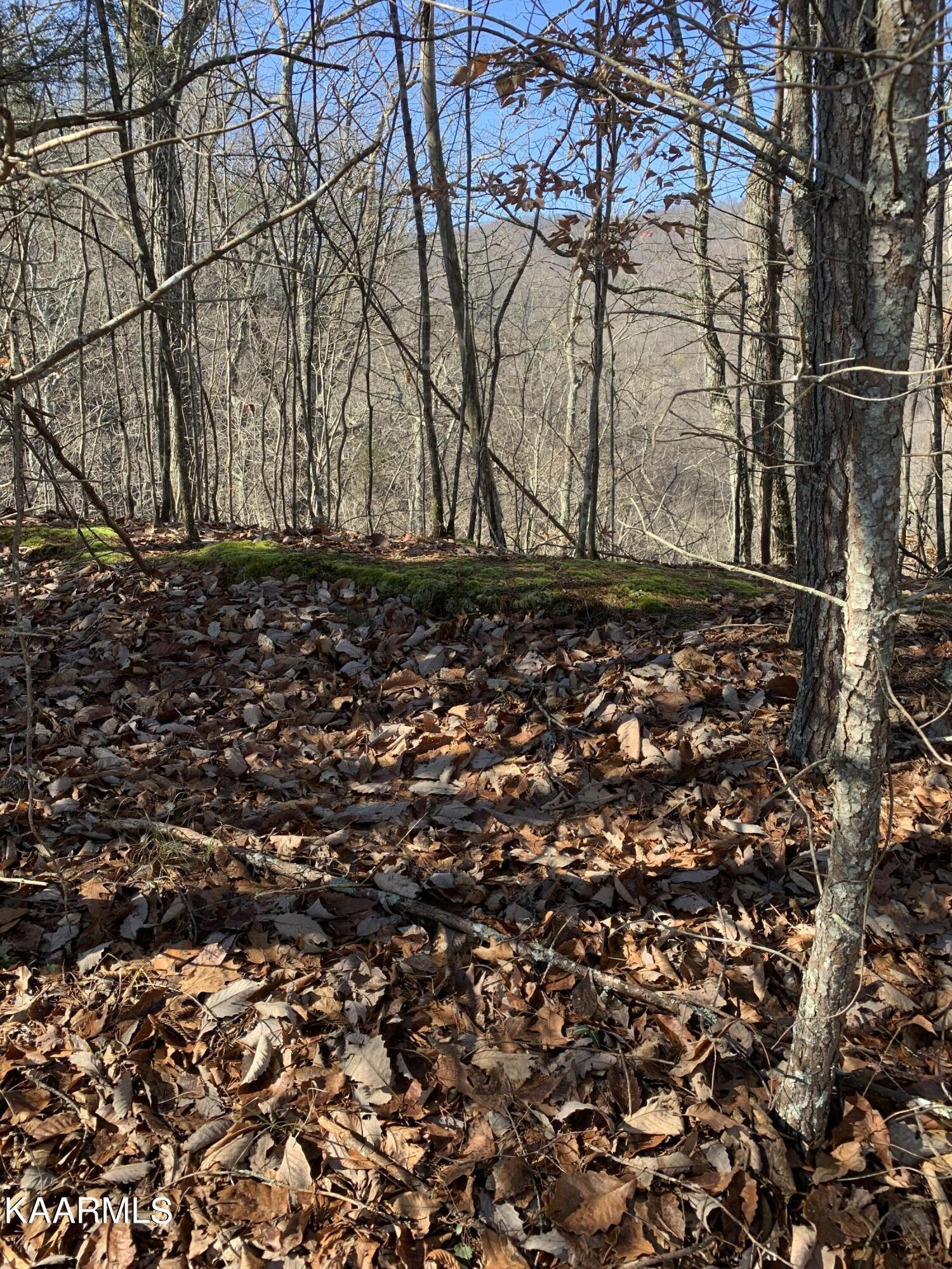Norris Lake Real Estate - Image# 4