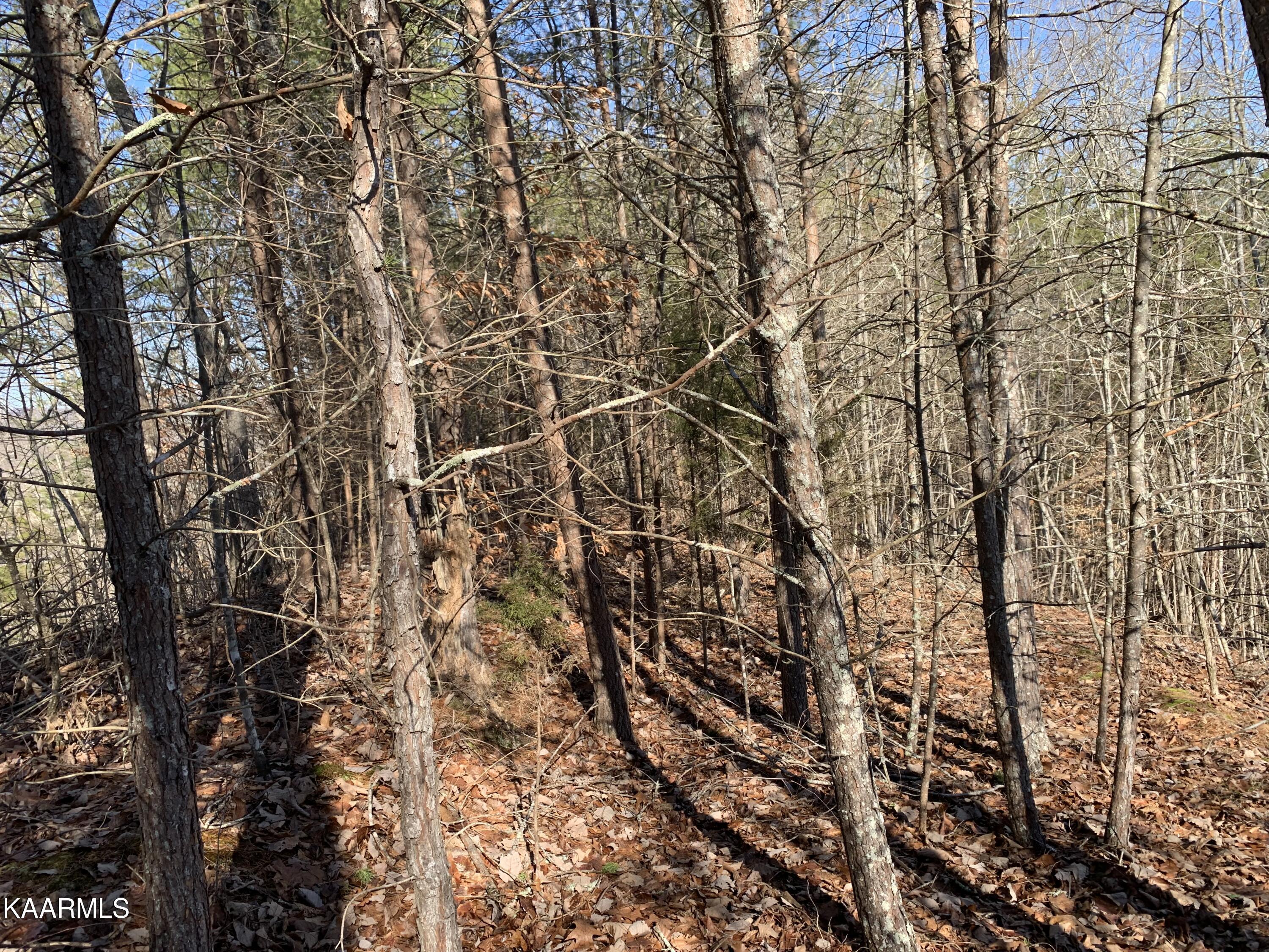 Norris Lake Real Estate - Image# 8