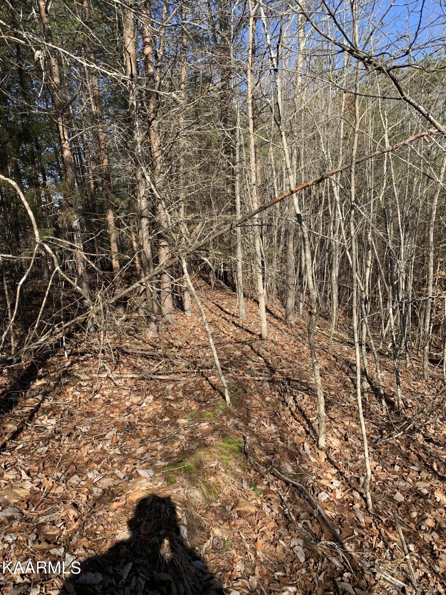 Norris Lake Real Estate - Image# 10