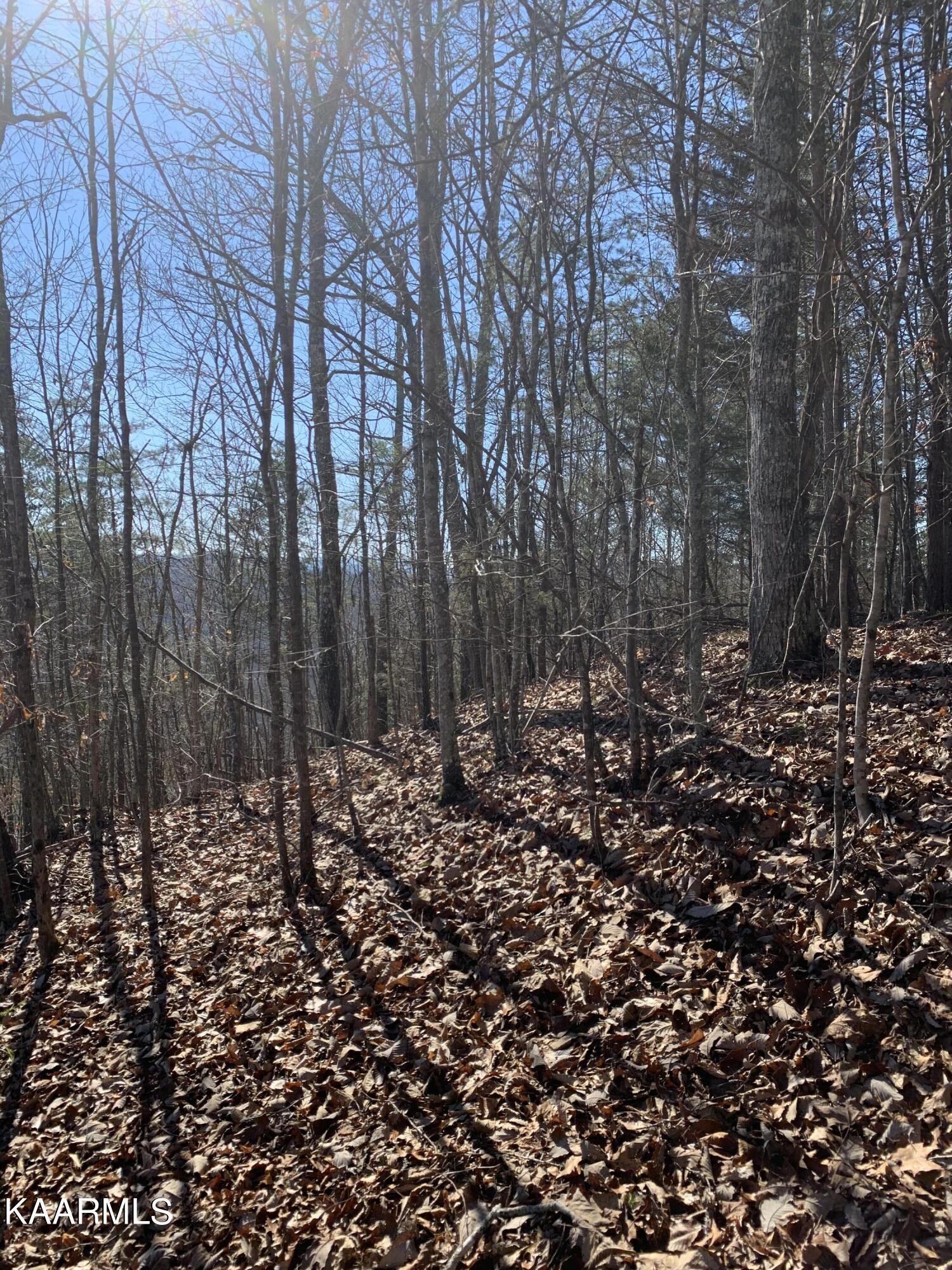 Norris Lake Real Estate - Image# 12