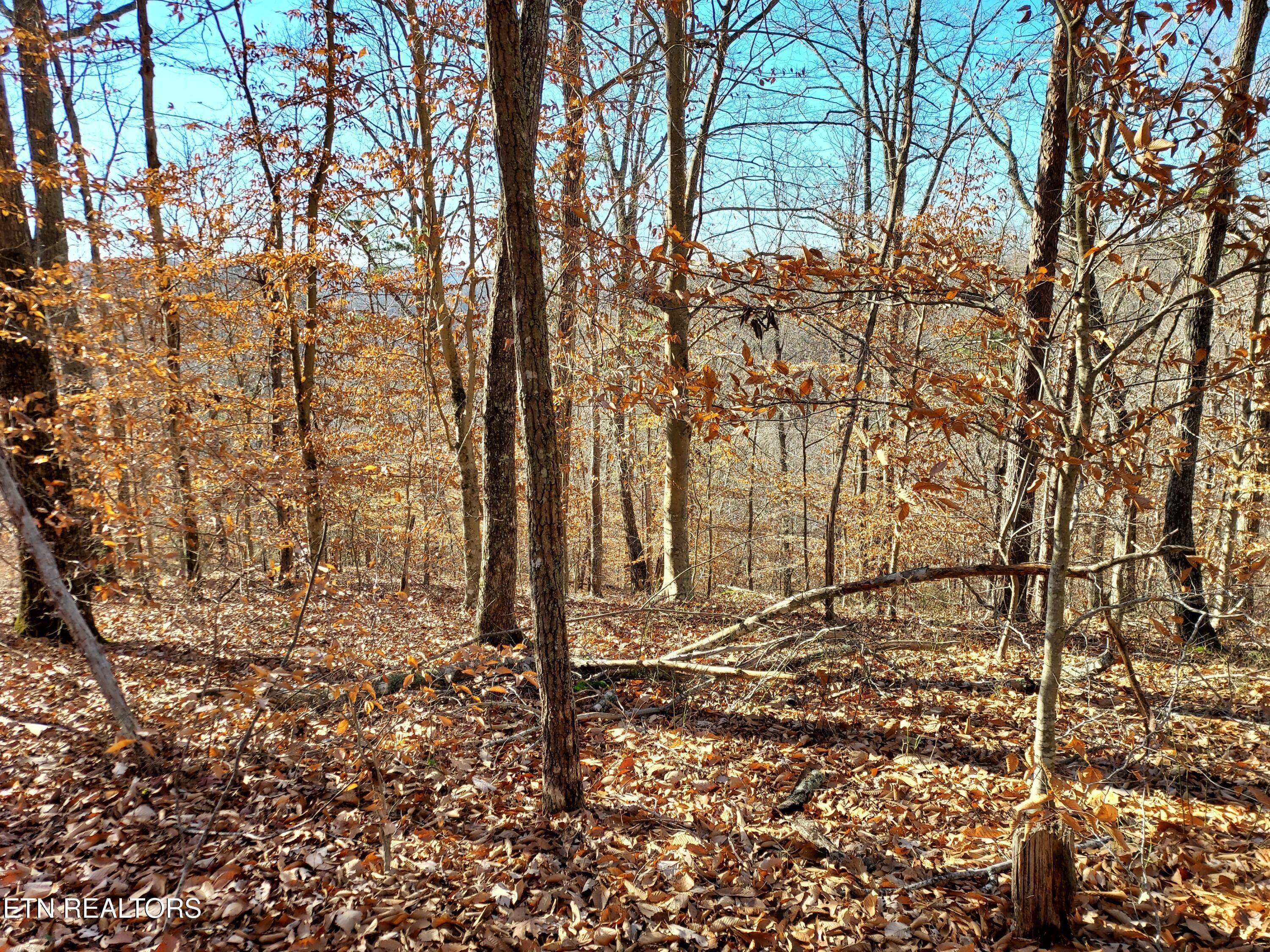 Norris Lake Real Estate - Image# 18