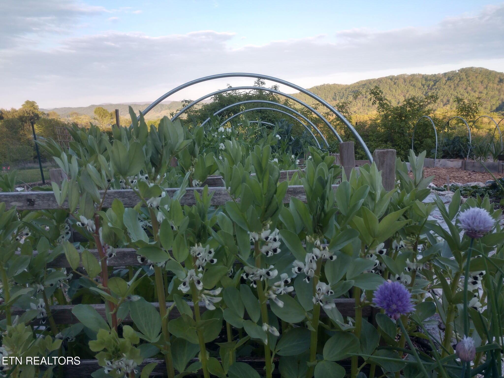 Norris Lake Real Estate - Image# 41
