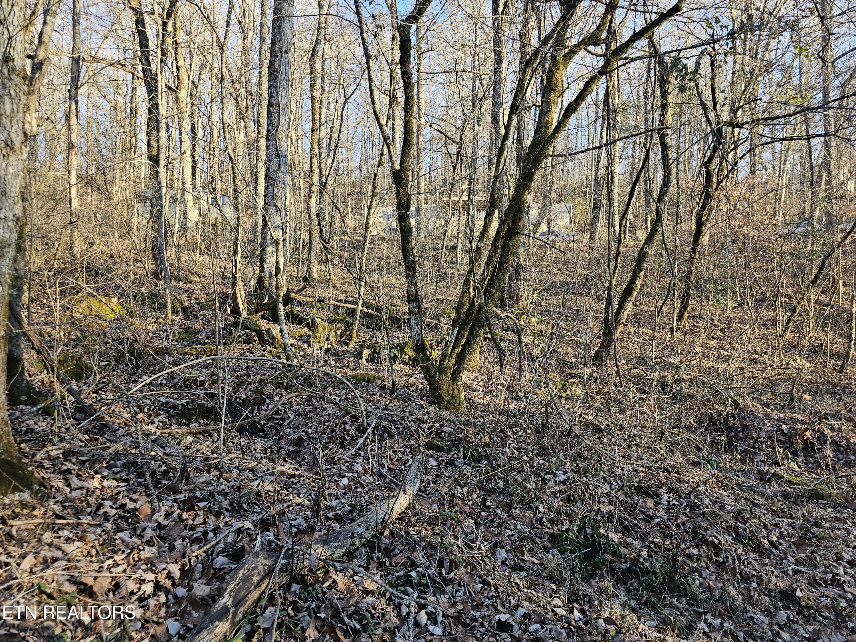 Blue Springs Rd, Speedwell, TN - Norris Lake Real Estate - Image# 5