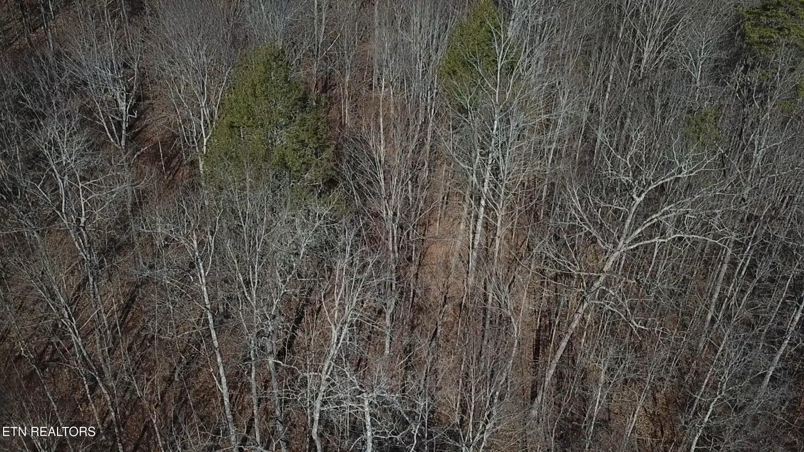 Lot 142 Whistle Valley Rd, New Tazewell, TN - Norris Lake Real Estate - Image# 9