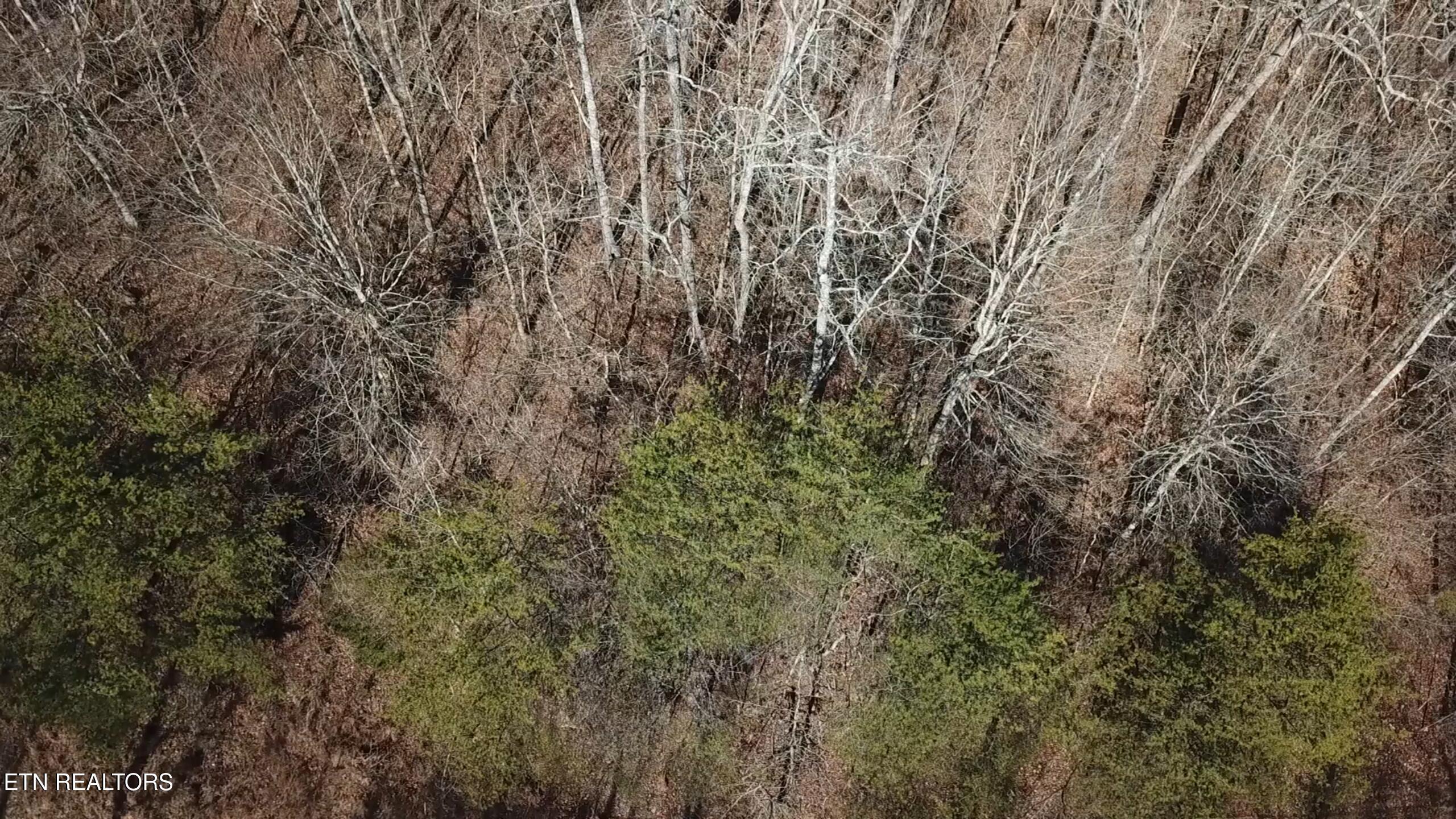 Lot 142 Whistle Valley Rd, New Tazewell, TN - Norris Lake Real Estate - Image# 10