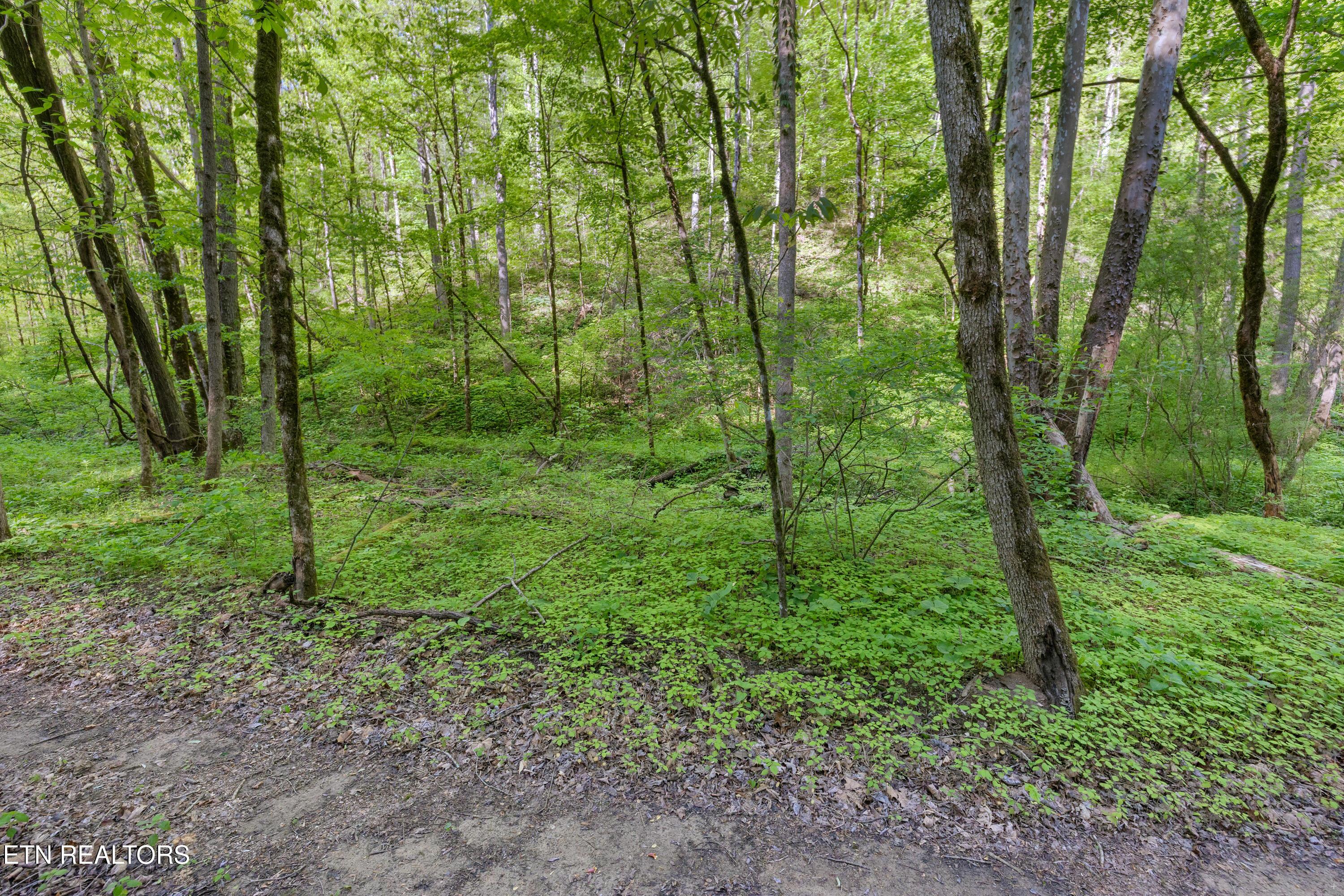 Bunch Hollow Rd, New Tazewell, TN - Norris Lake Real Estate - Image# 18