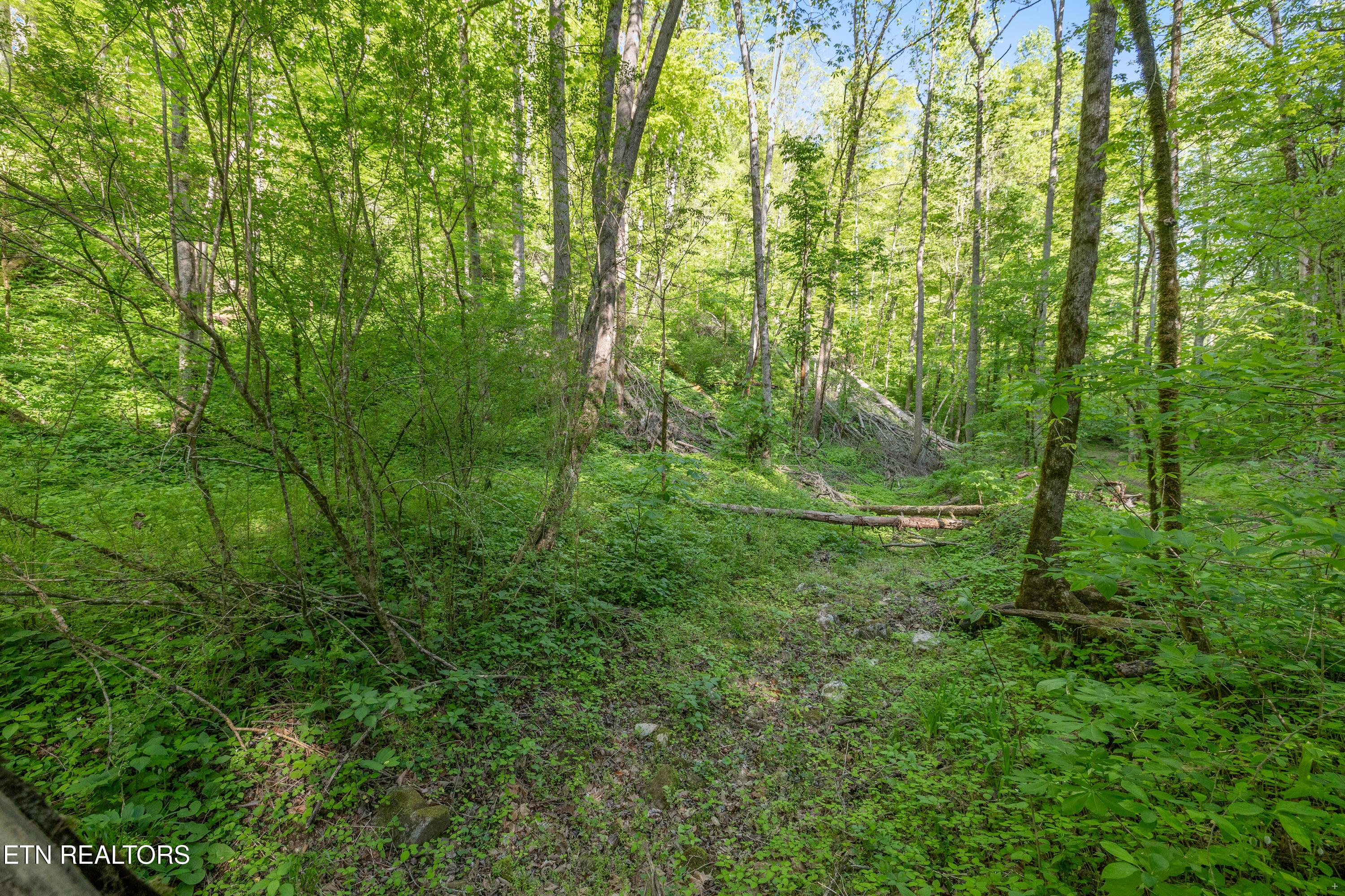 Bunch Hollow Rd, New Tazewell, TN - Norris Lake Real Estate - Image# 20