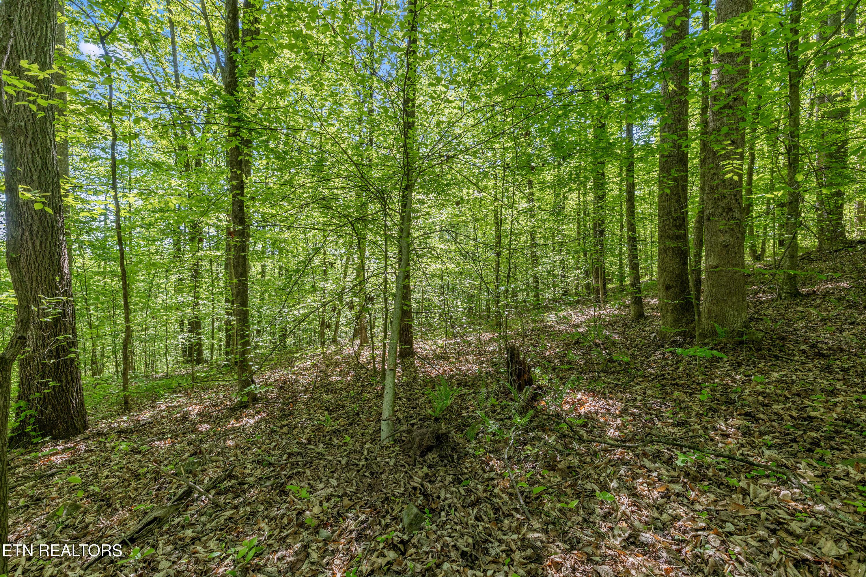 Bunch Hollow Rd, New Tazewell, TN - Norris Lake Real Estate - Image# 36
