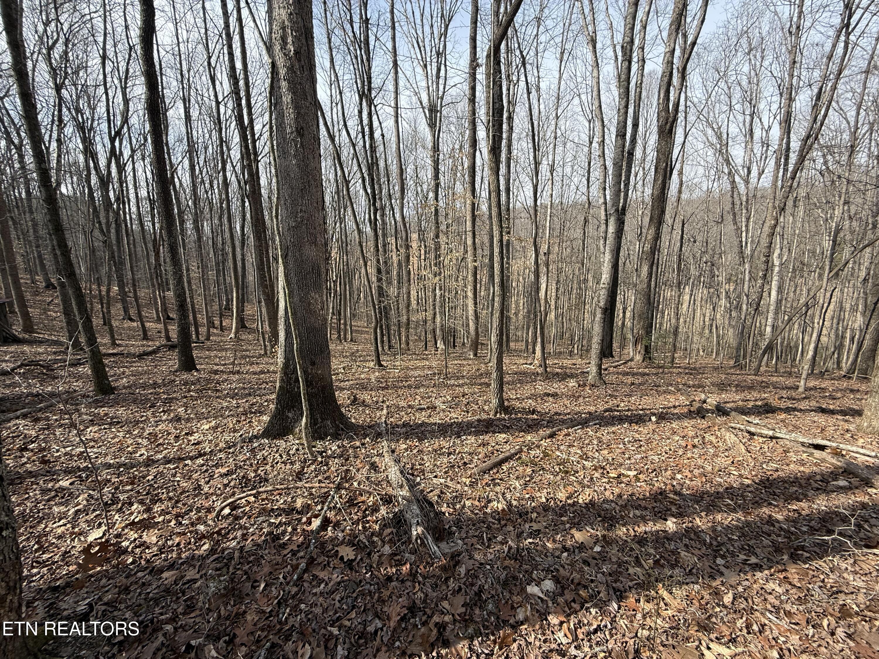 303 Tar Town Hollow Lane, Lafollette, TN - Norris Lake Real Estate - Image# 18