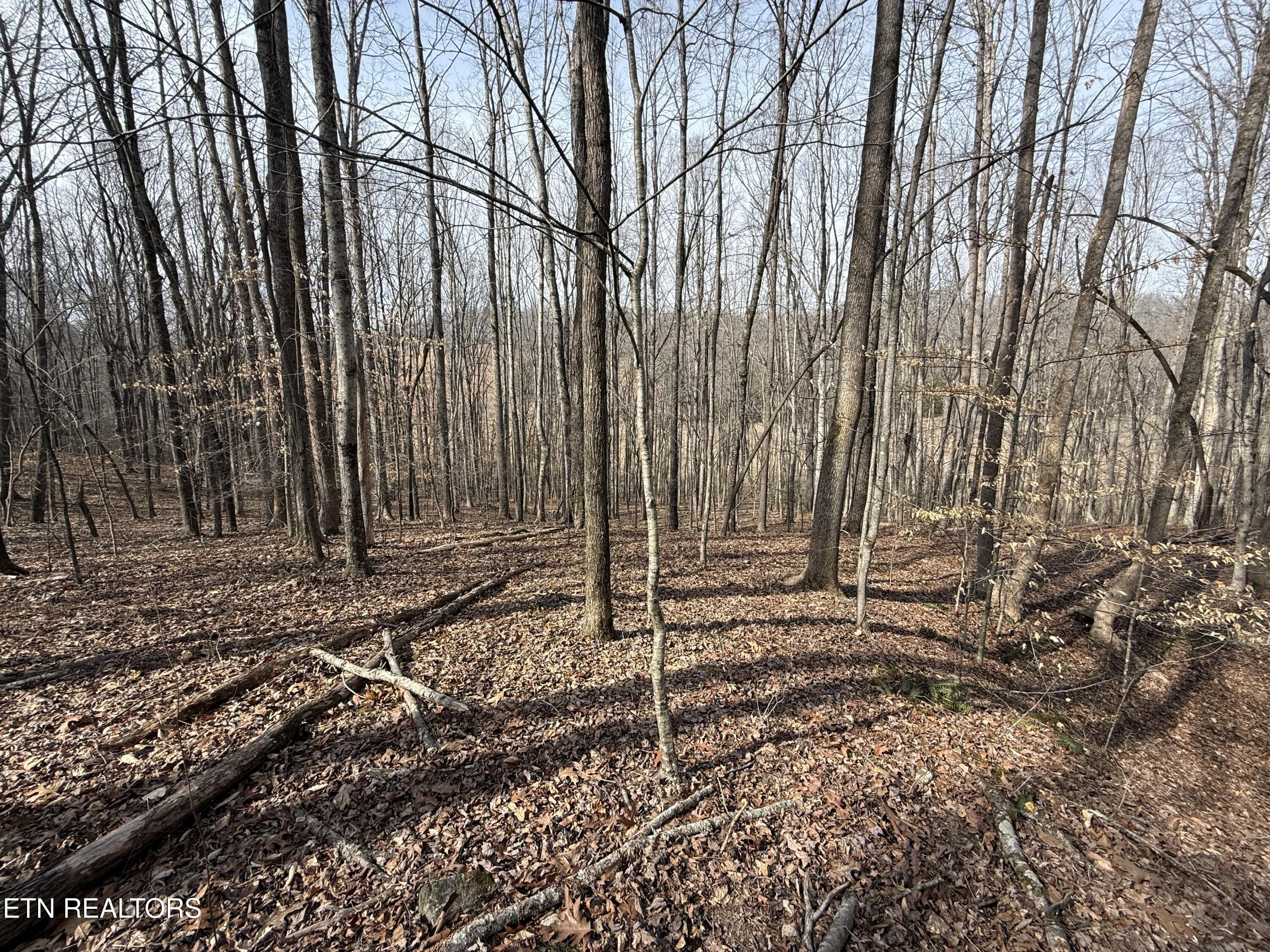 303 Tar Town Hollow Lane, Lafollette, TN - Norris Lake Real Estate - Image# 22