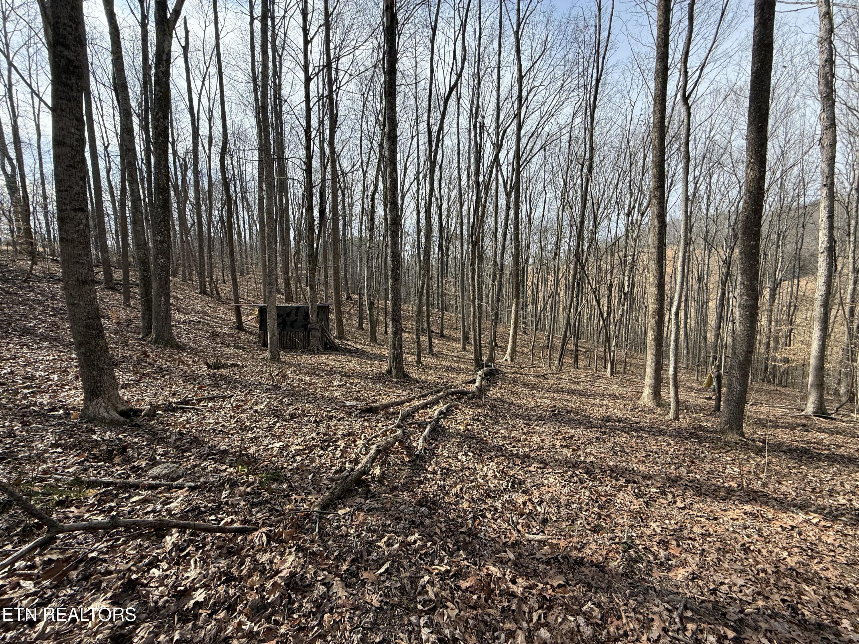 303 Tar Town Hollow Lane, Lafollette, TN - Norris Lake Real Estate - Image# 23