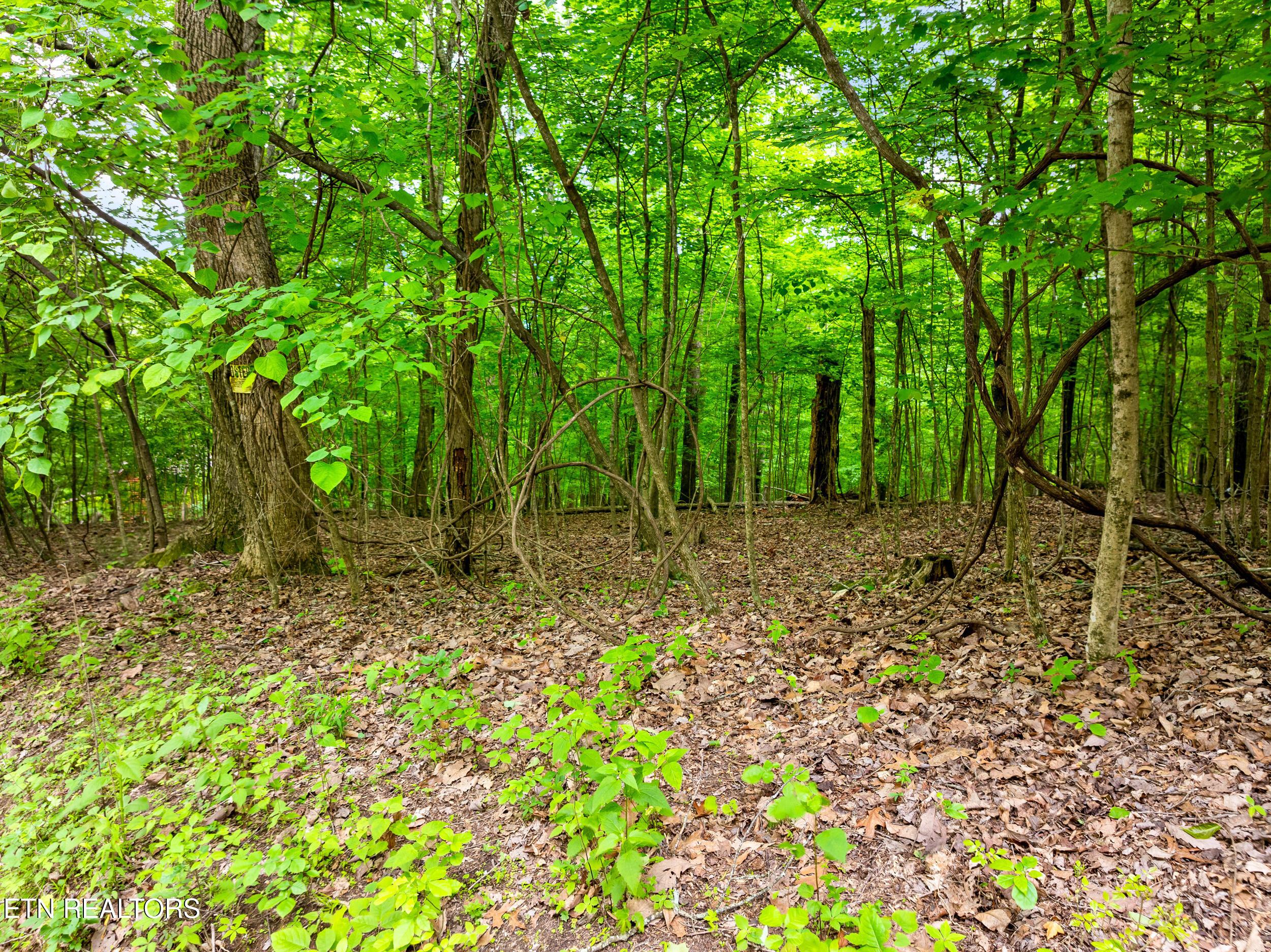 Running Deer Tr, Caryville, TN - Norris Lake Real Estate - Image# 3