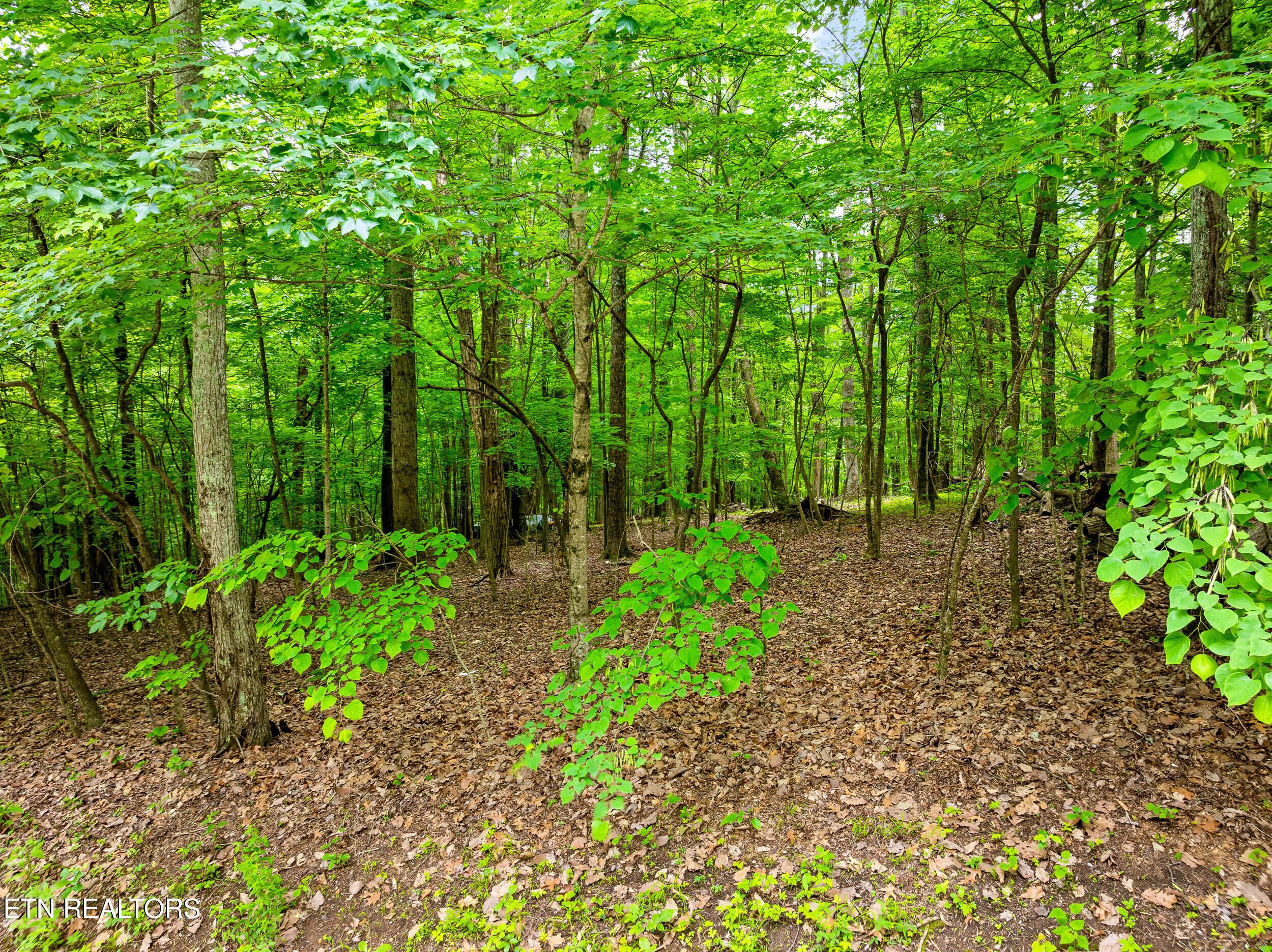 Running Deer Tr, Caryville, TN - Norris Lake Real Estate - Image# 6