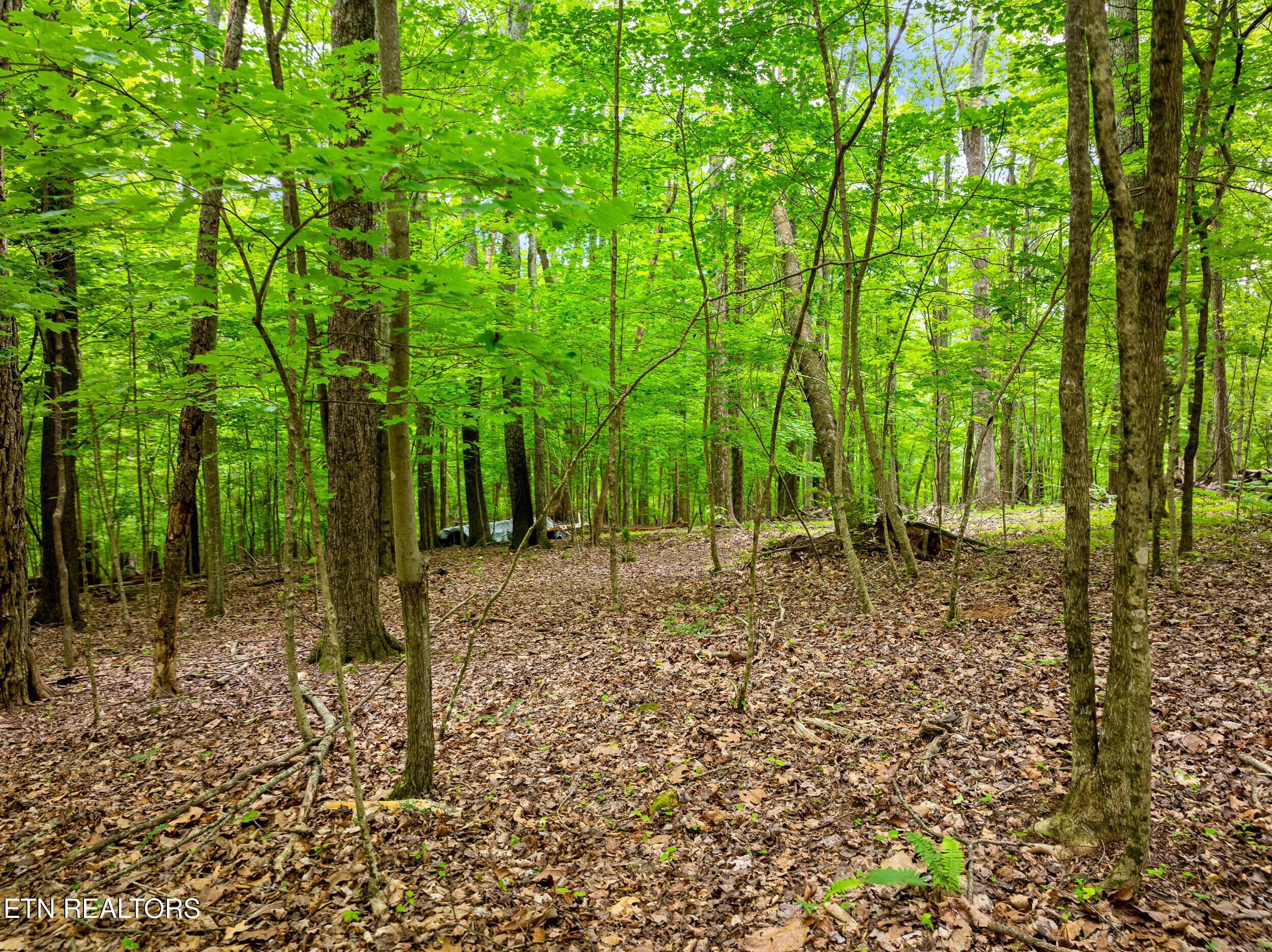 Running Deer Tr, Caryville, TN - Norris Lake Real Estate - Image# 7