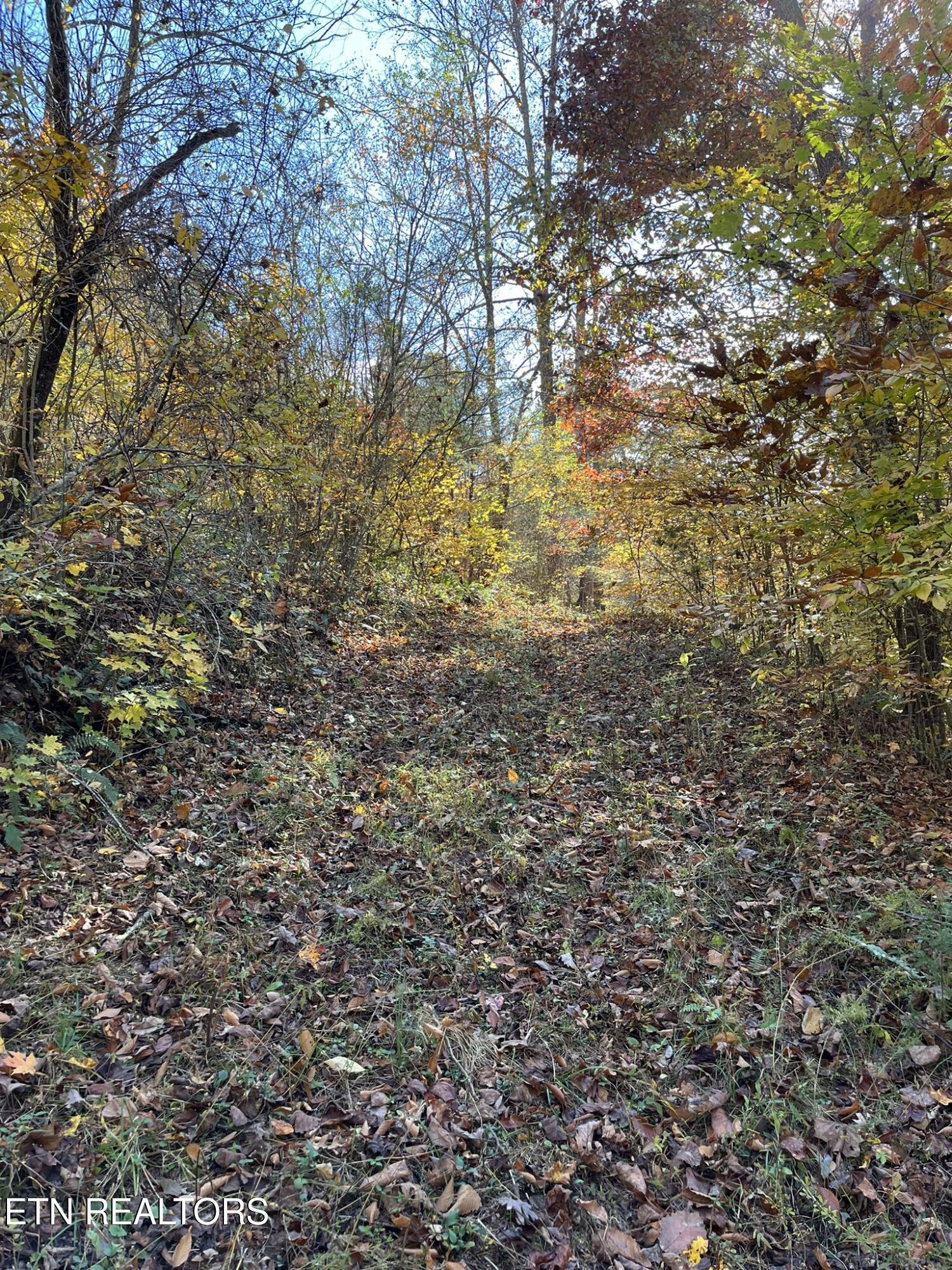 Norris Lake Real Estate - Image# 38