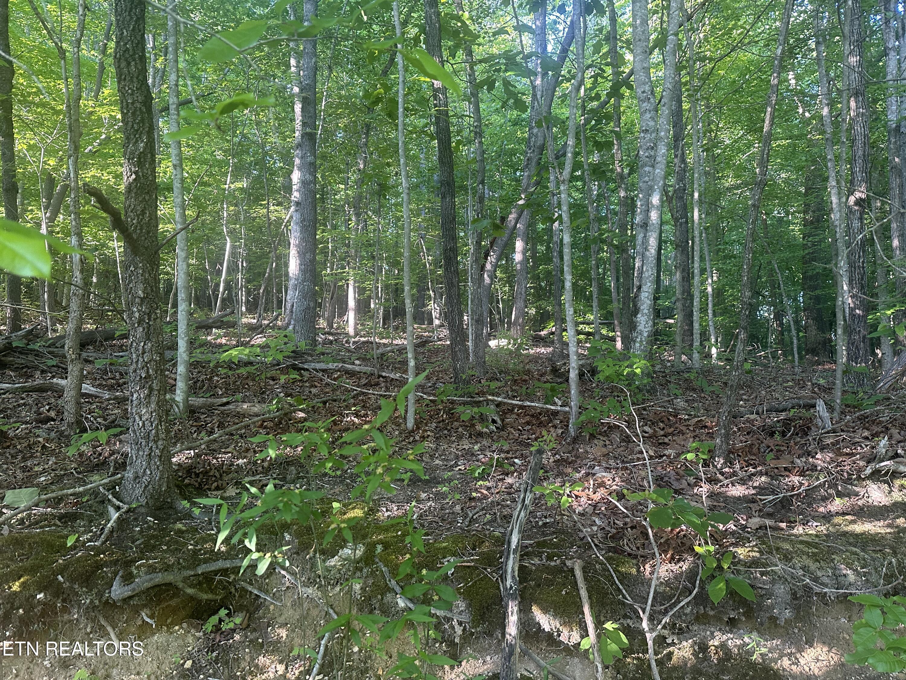 Norris Lake Real Estate - Image# 10