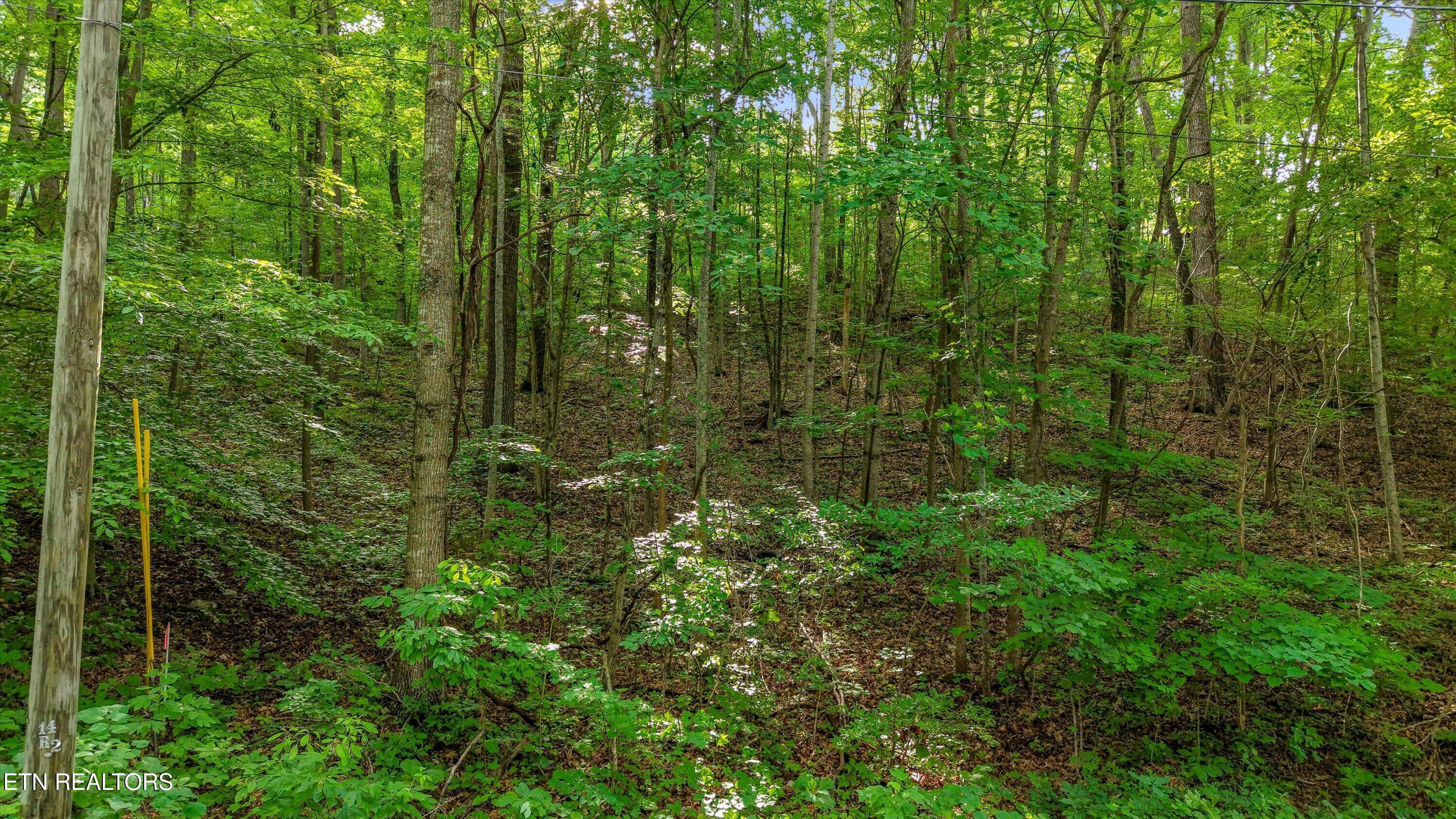 Norris Lake Real Estate - Image# 3