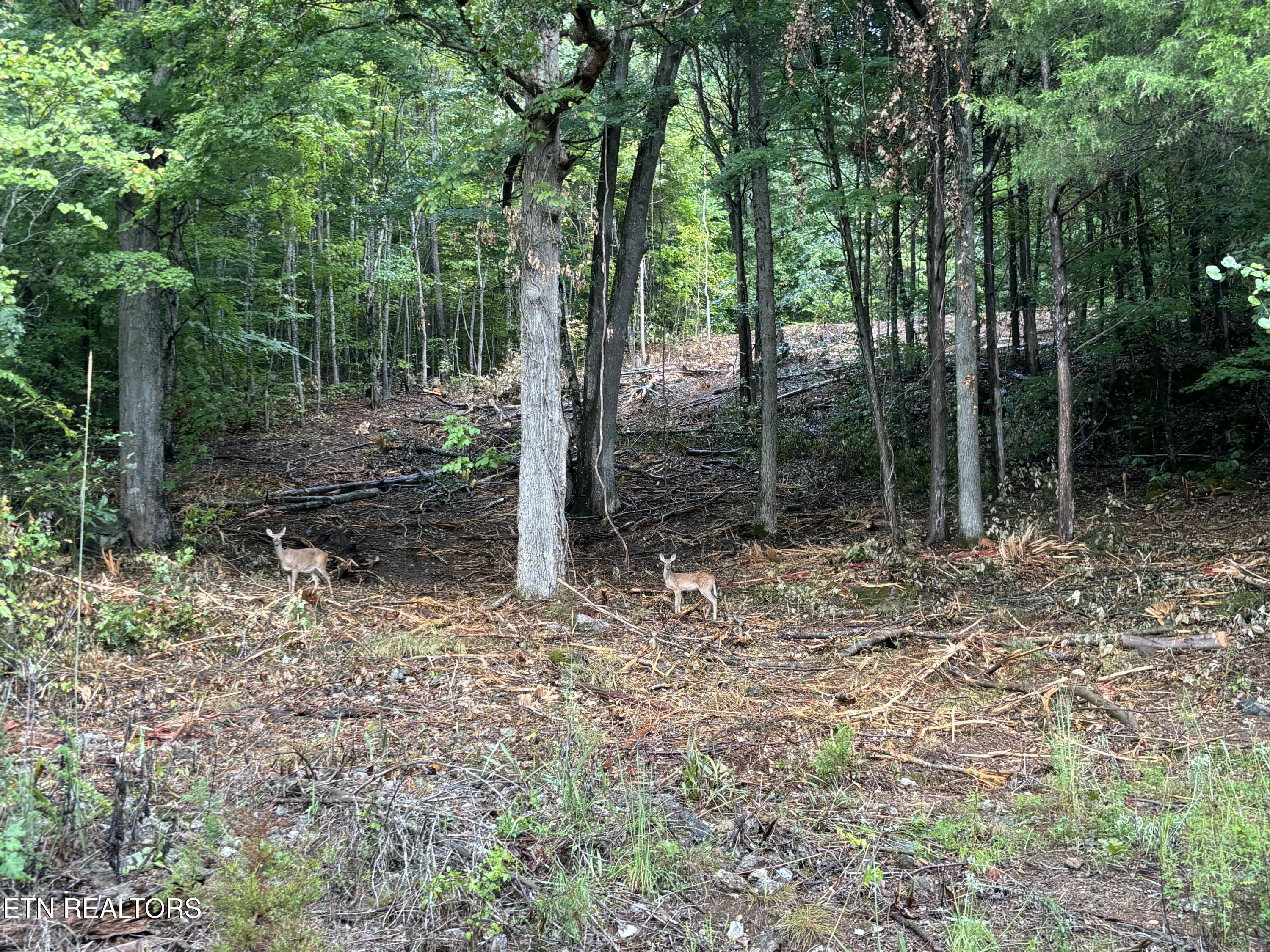 Highland Trace Rd, Sharps Chapel, TN - Norris Lake Real Estate - Image# 4