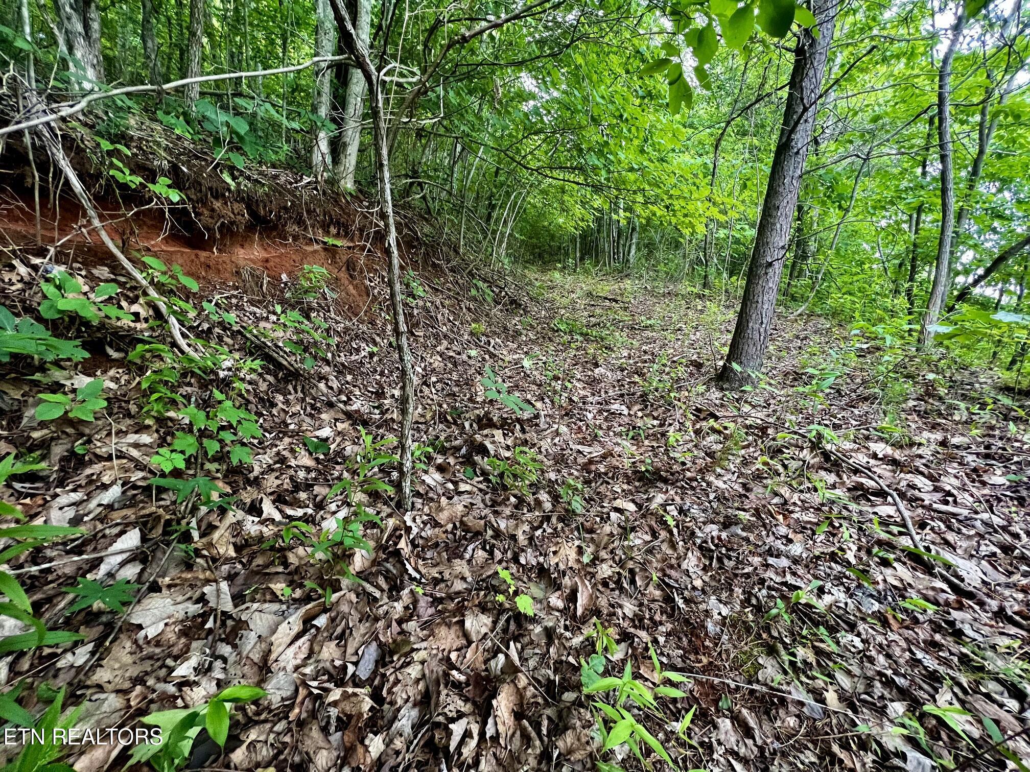 Lot 212 Clinch View Rd, New Tazewell, TN - Norris Lake Real Estate - Image# 15