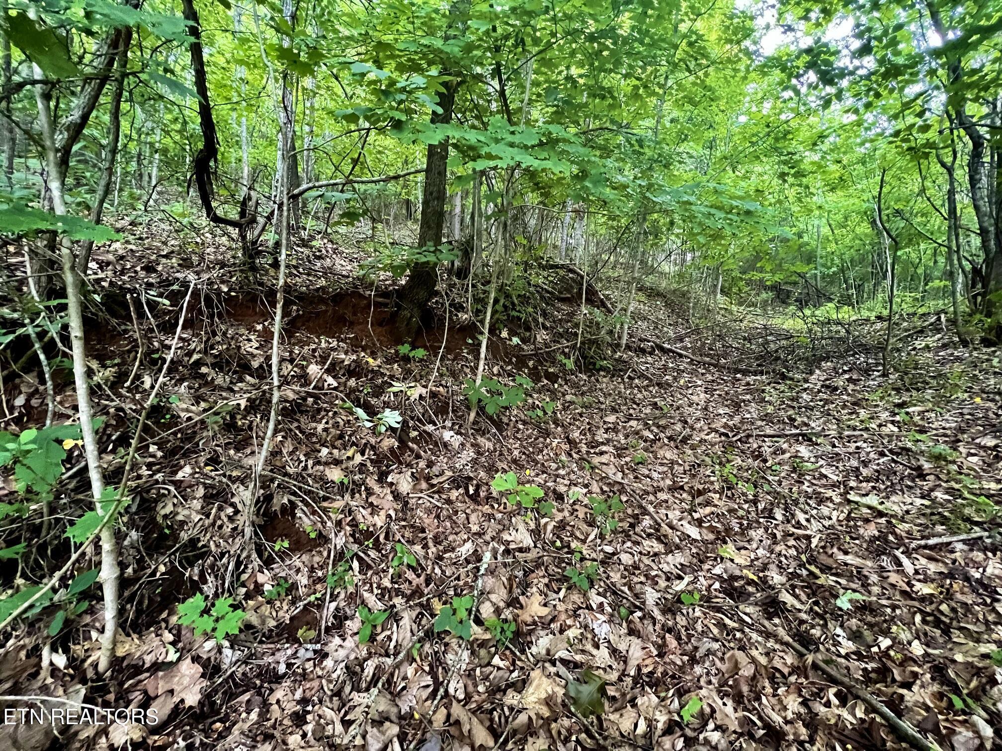 Lot 212 Clinch View Rd, New Tazewell, TN - Norris Lake Real Estate - Image# 16