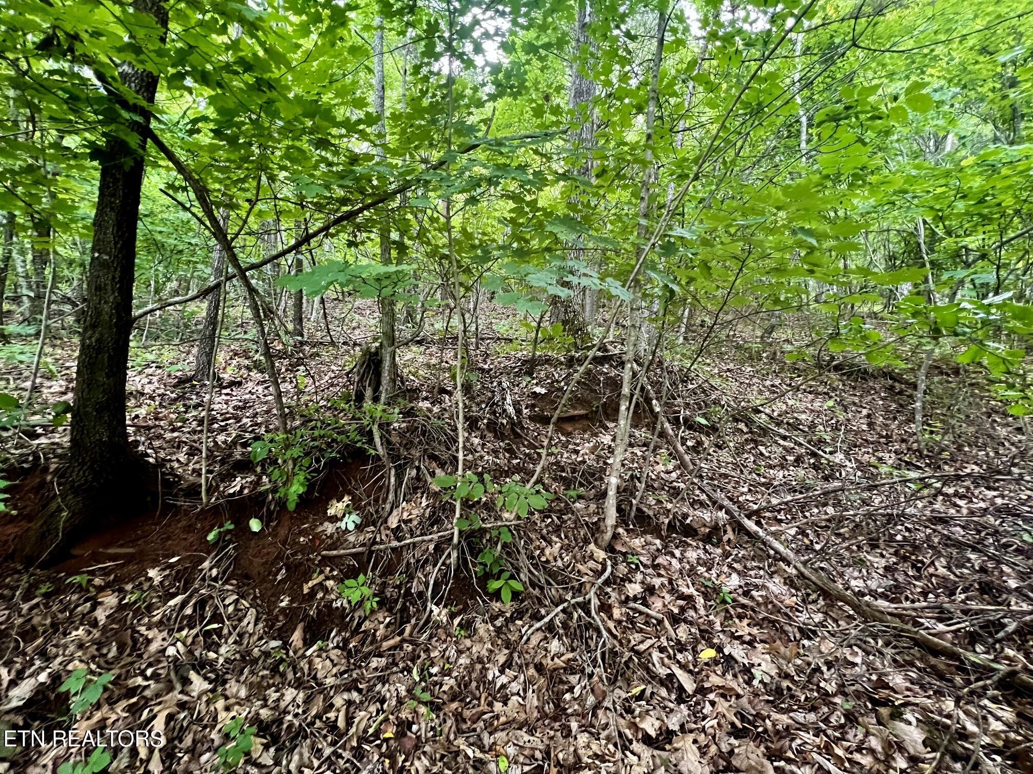 Lot 212 Clinch View Rd, New Tazewell, TN - Norris Lake Real Estate - Image# 17