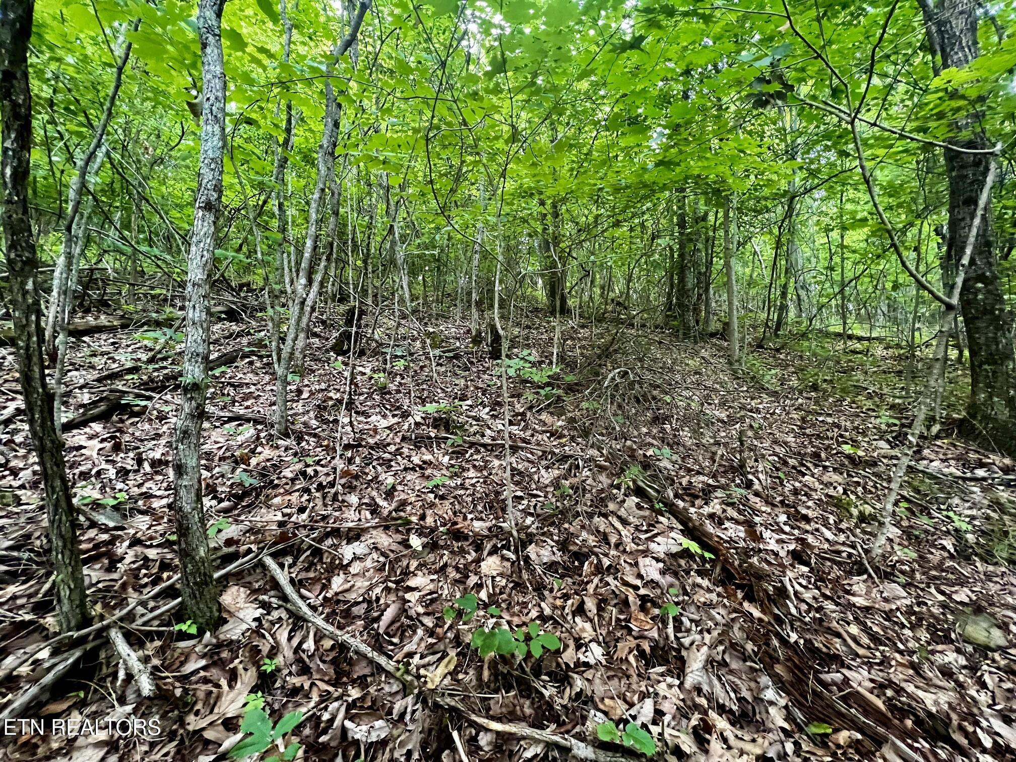Lot 212 Clinch View Rd, New Tazewell, TN - Norris Lake Real Estate - Image# 18