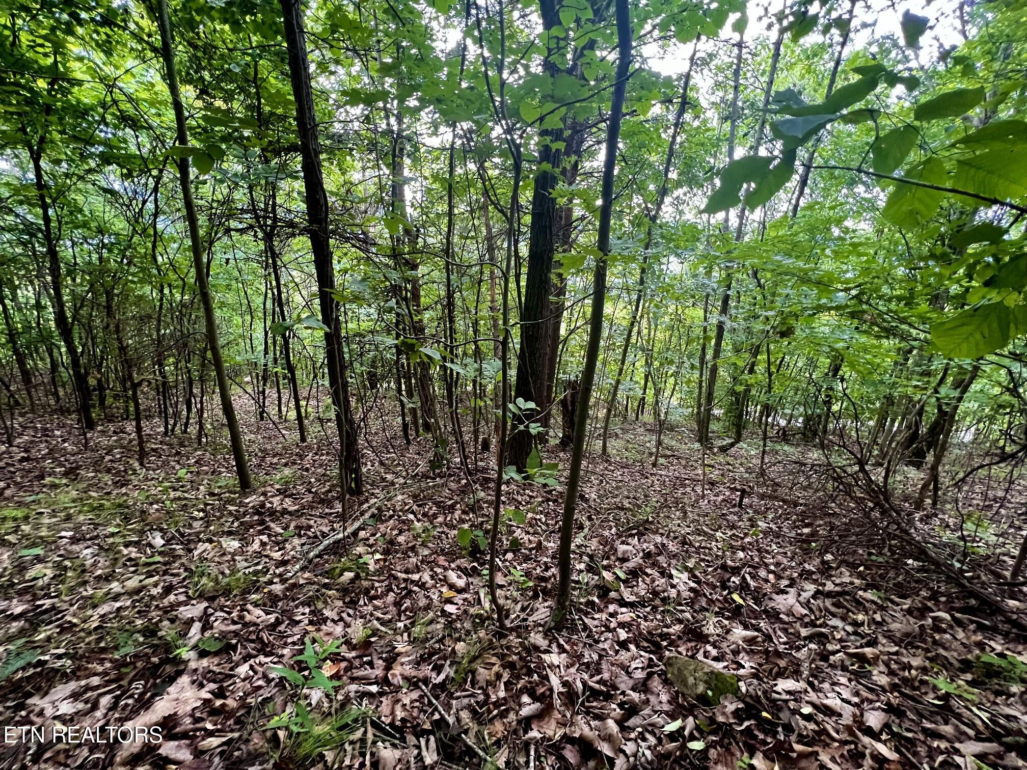 Lot 212 Clinch View Rd, New Tazewell, TN - Norris Lake Real Estate - Image# 19
