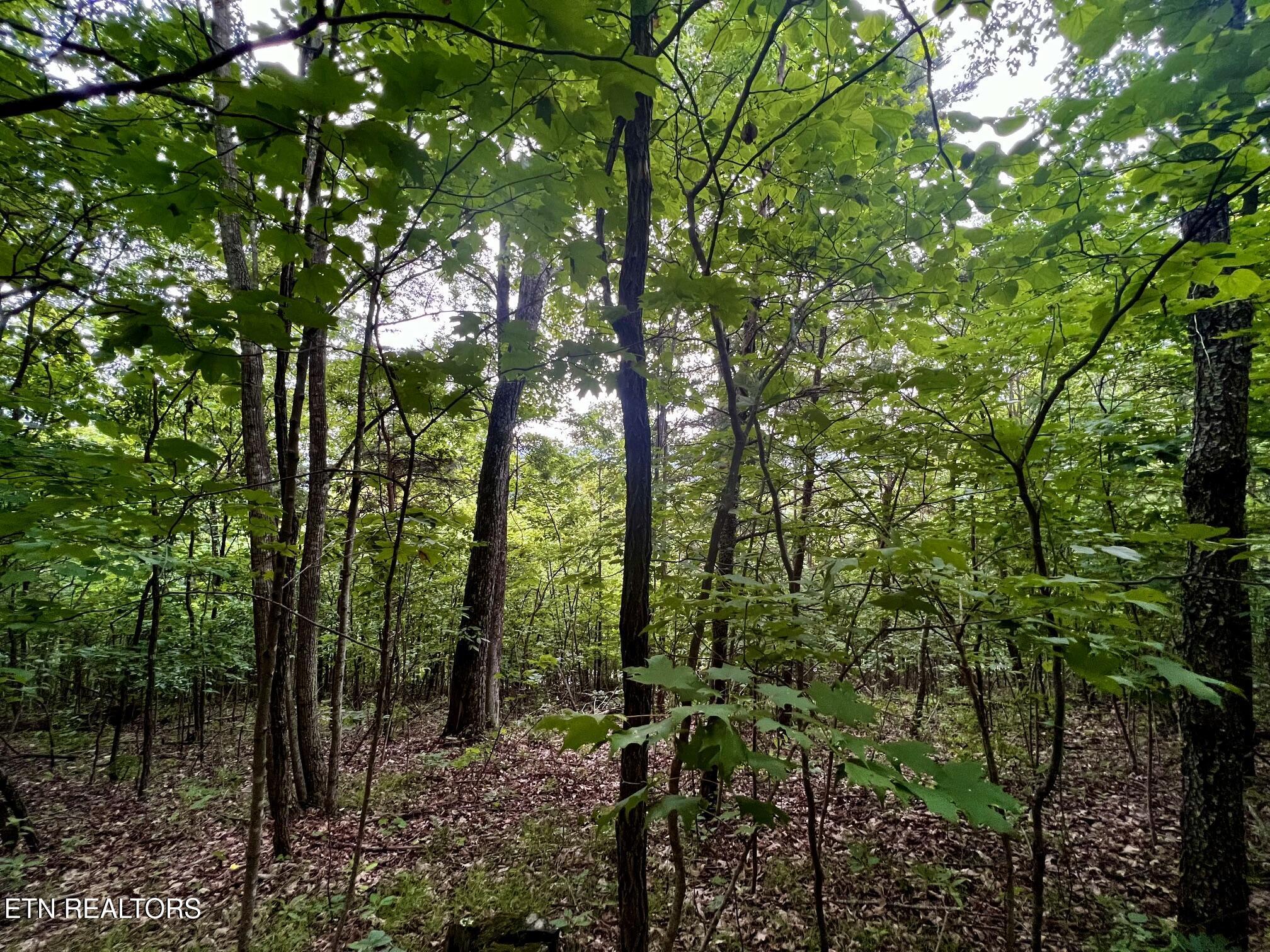 Lot 212 Clinch View Rd, New Tazewell, TN - Norris Lake Real Estate - Image# 20