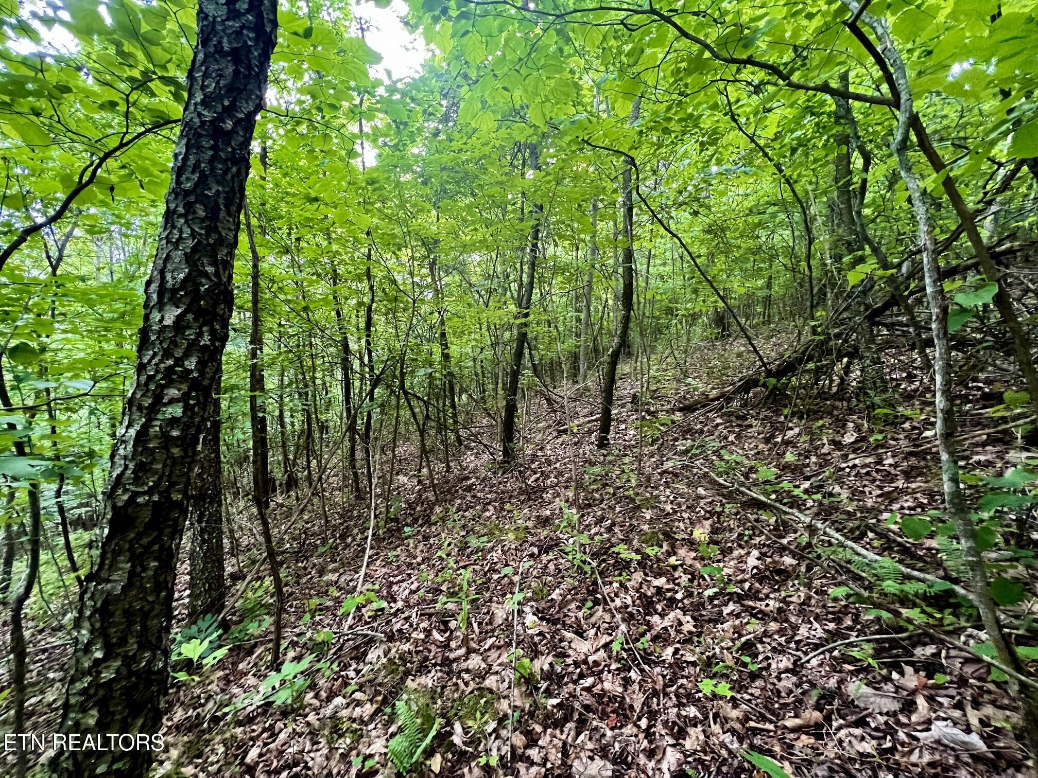 Lot 212 Clinch View Rd, New Tazewell, TN - Norris Lake Real Estate - Image# 21