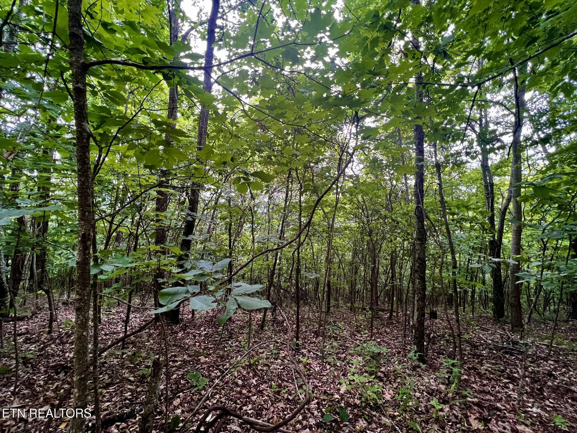 Lot 212 Clinch View Rd, New Tazewell, TN - Norris Lake Real Estate - Image# 22