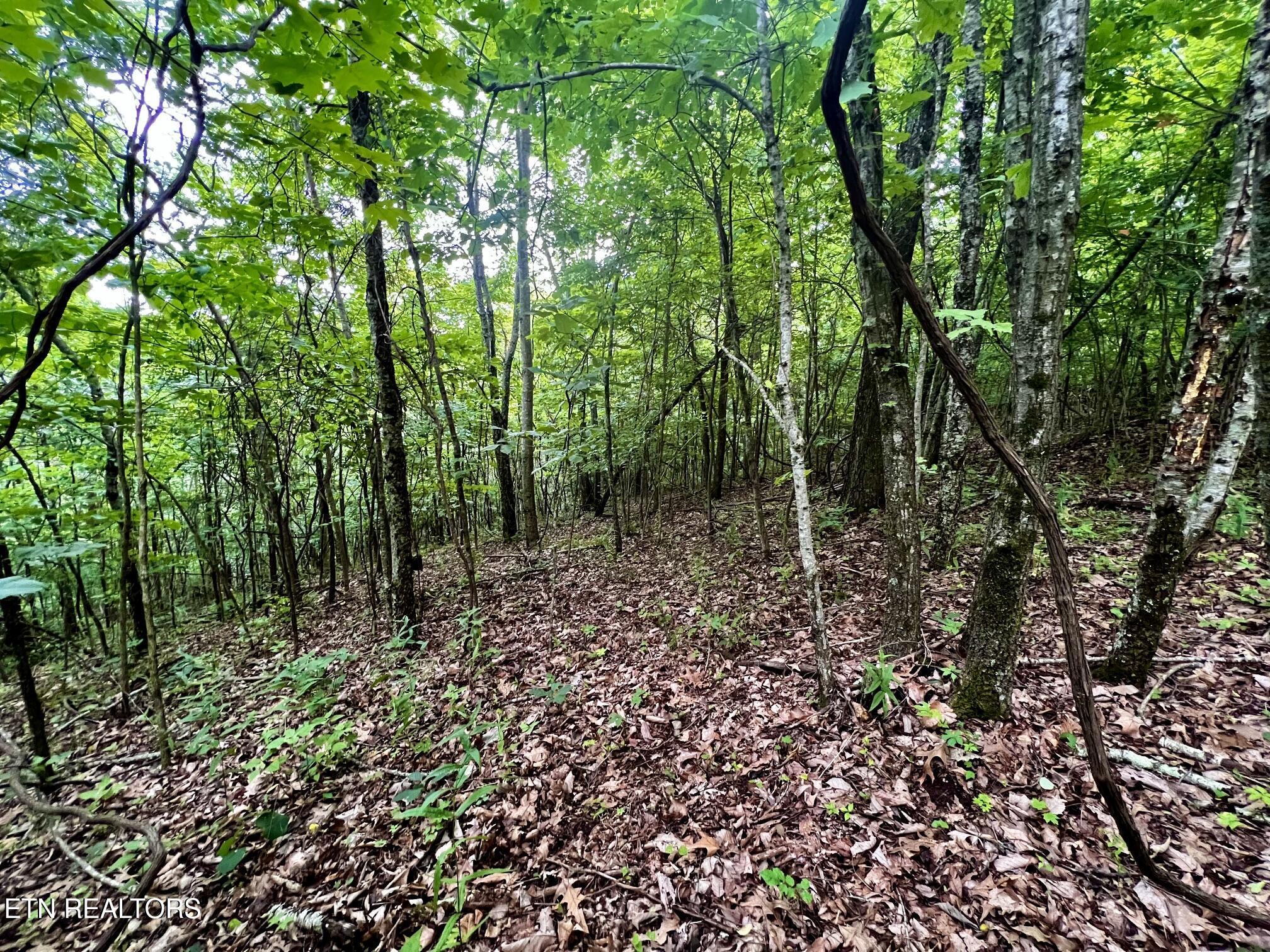 Lot 212 Clinch View Rd, New Tazewell, TN - Norris Lake Real Estate - Image# 23