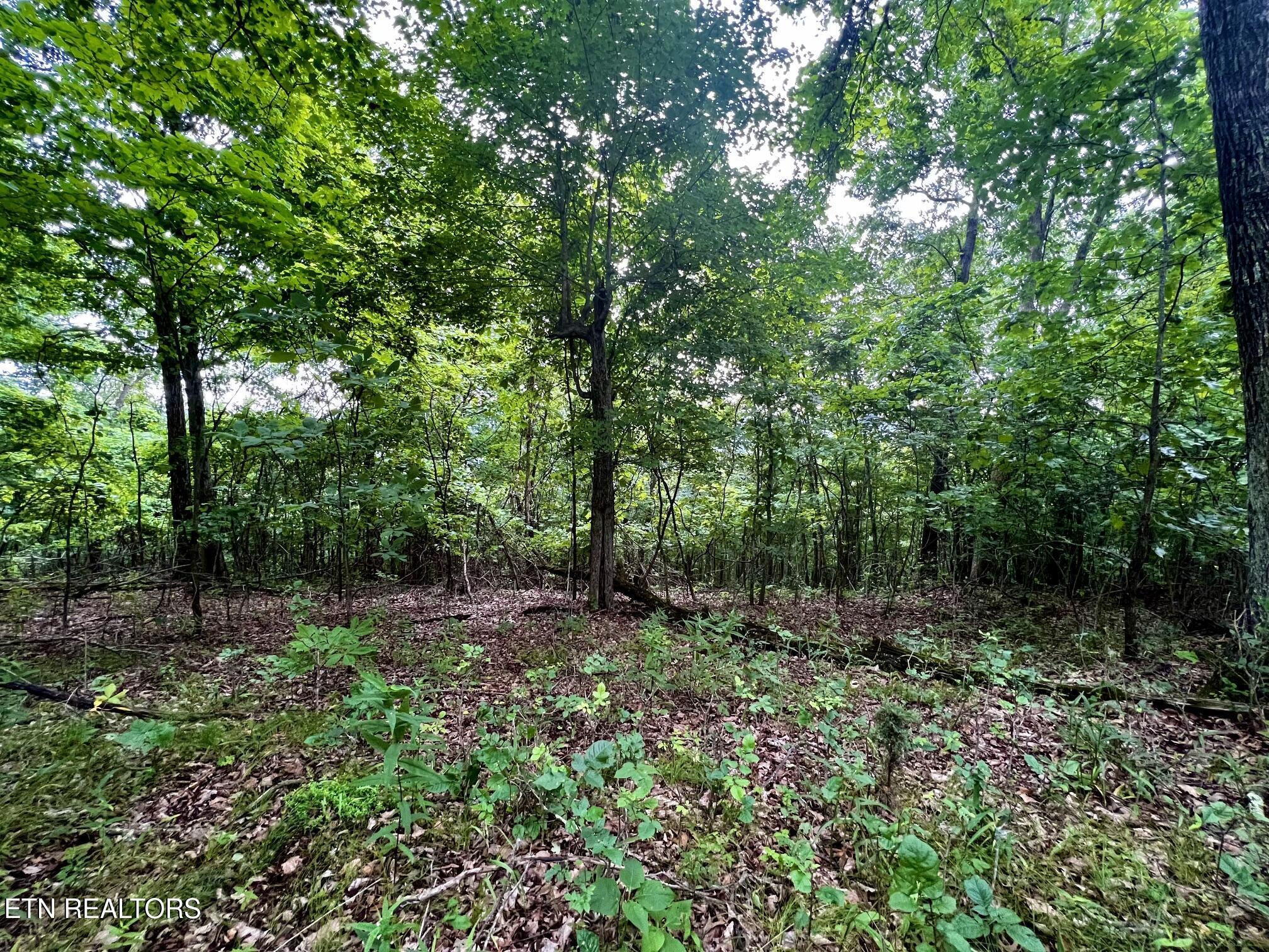 Lot 212 Clinch View Rd, New Tazewell, TN - Norris Lake Real Estate - Image# 24