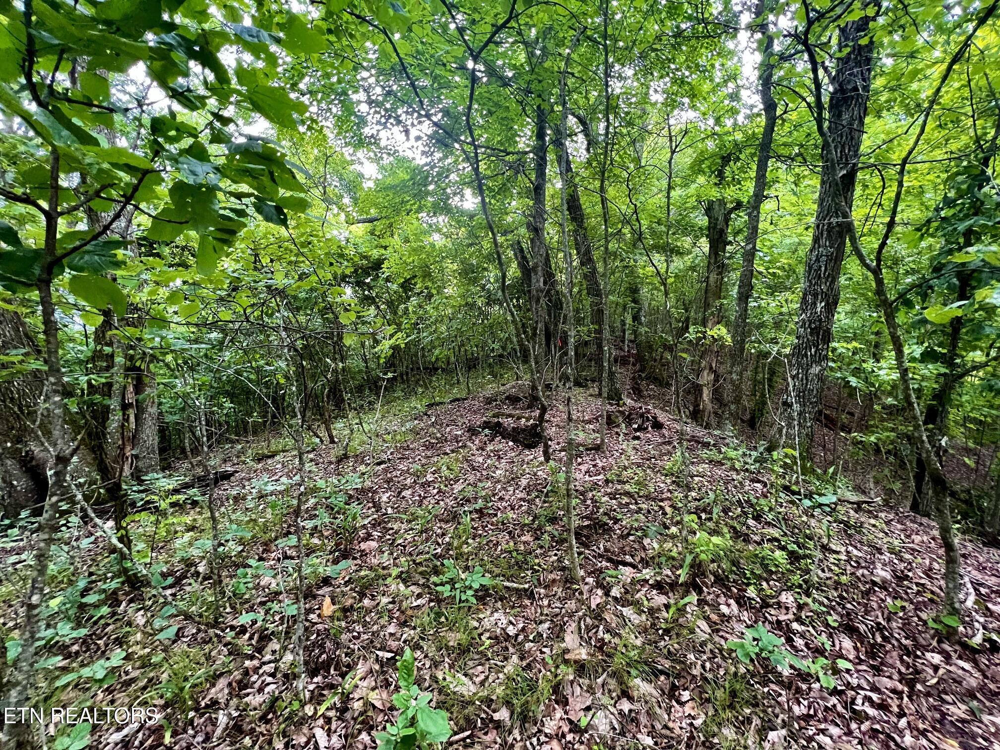 Lot 212 Clinch View Rd, New Tazewell, TN - Norris Lake Real Estate - Image# 25