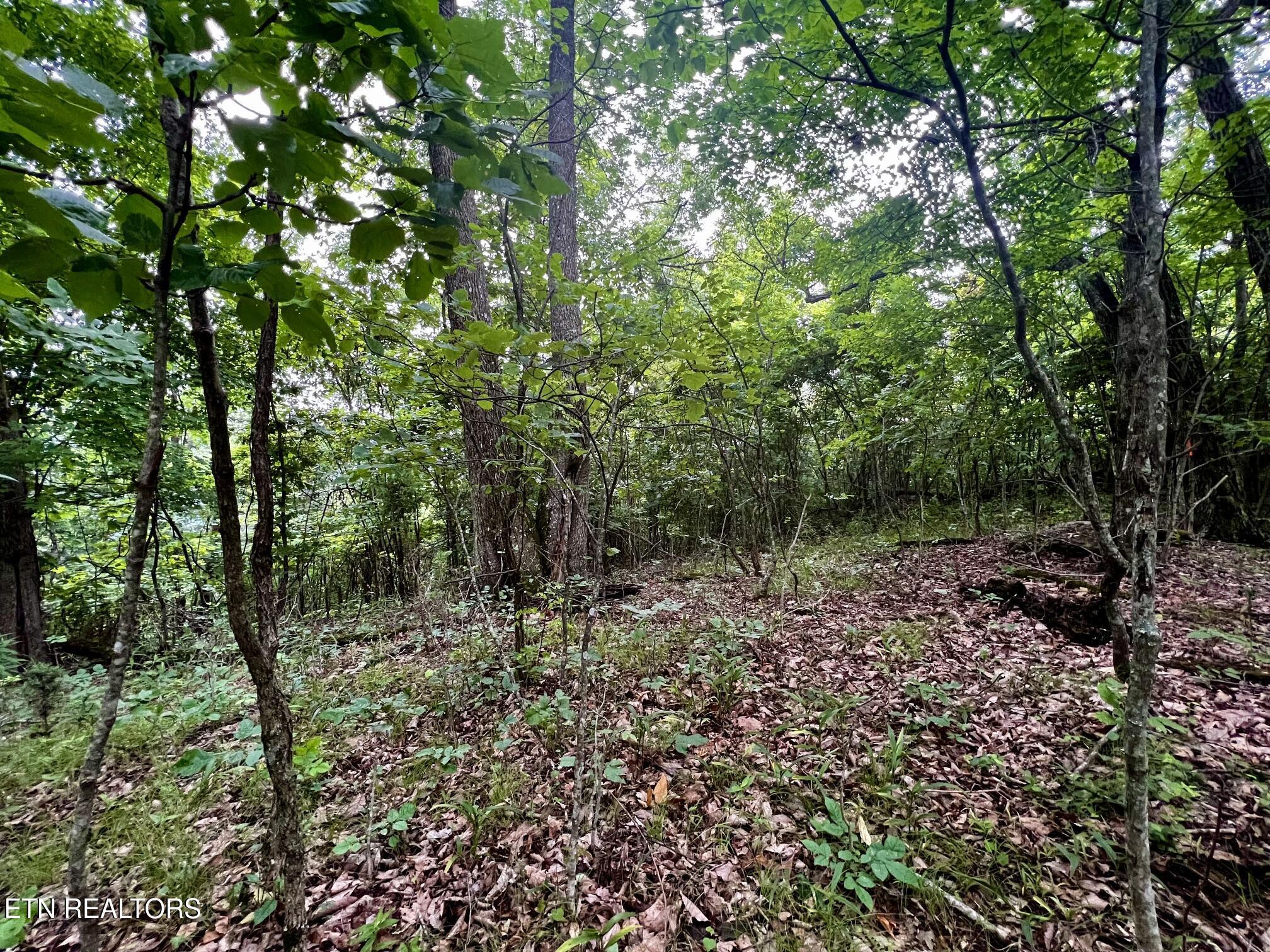 Lot 212 Clinch View Rd, New Tazewell, TN - Norris Lake Real Estate - Image# 26