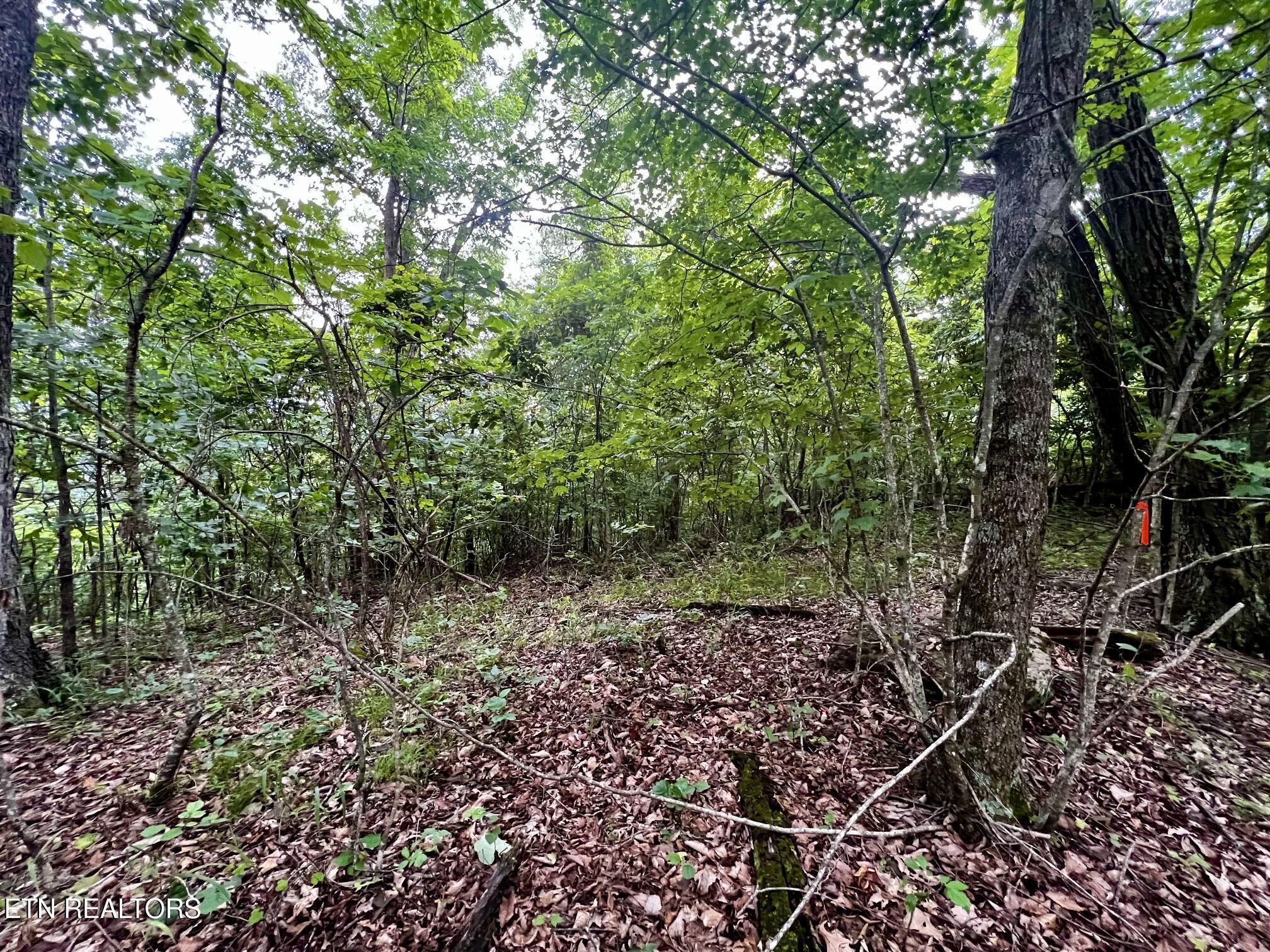 Lot 212 Clinch View Rd, New Tazewell, TN - Norris Lake Real Estate - Image# 27