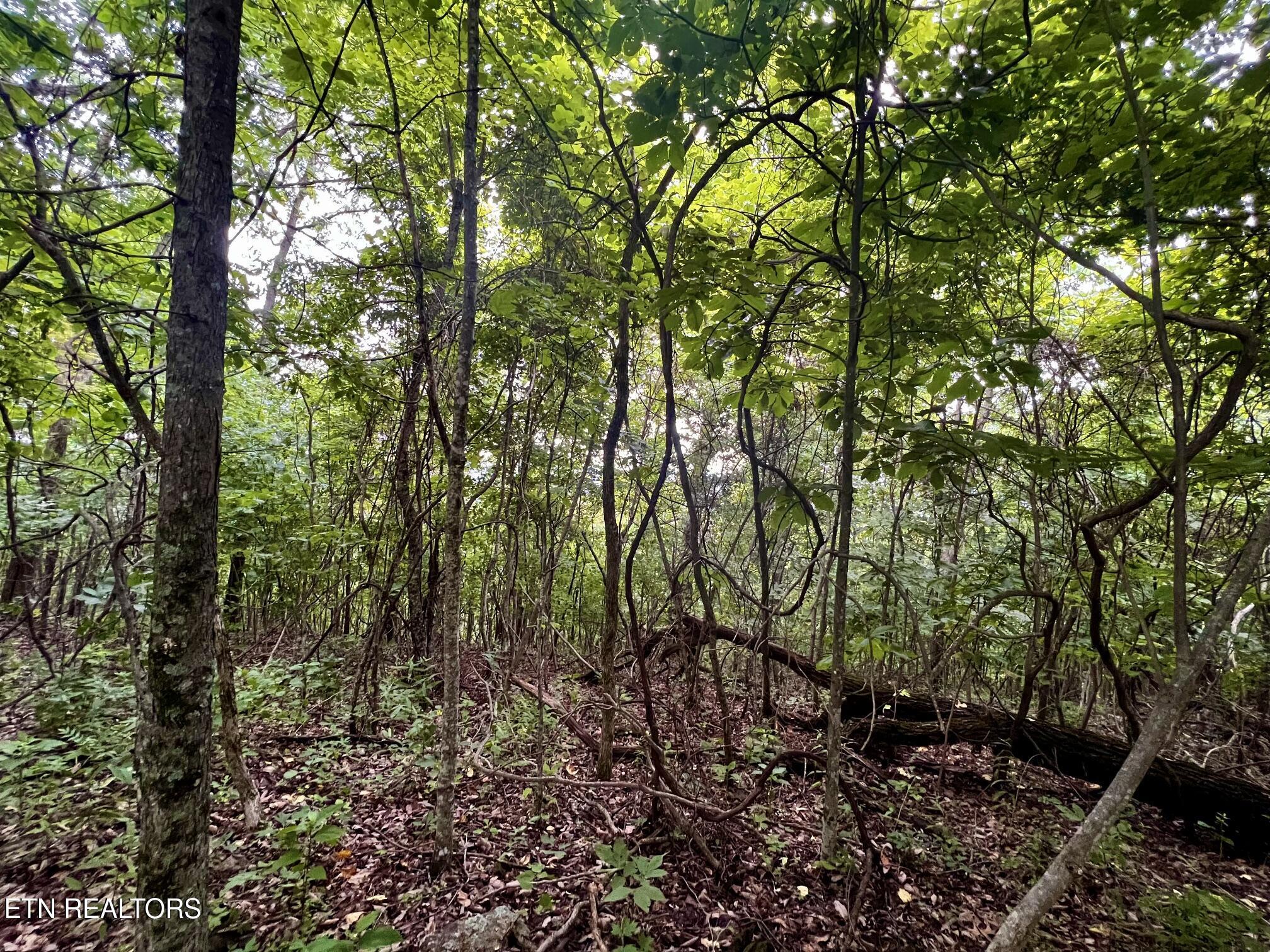 Lot 212 Clinch View Rd, New Tazewell, TN - Norris Lake Real Estate - Image# 28