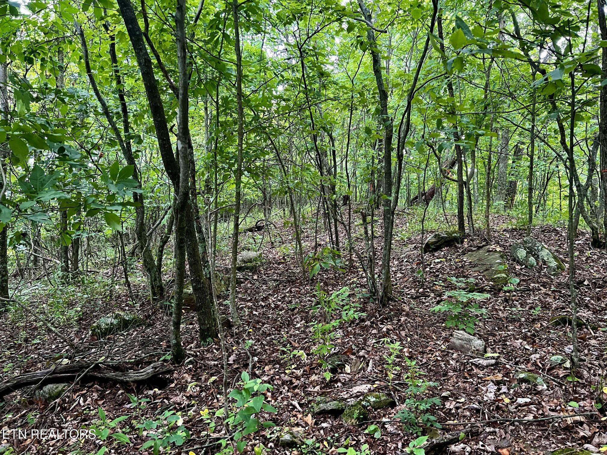 Lot 212 Clinch View Rd, New Tazewell, TN - Norris Lake Real Estate - Image# 29