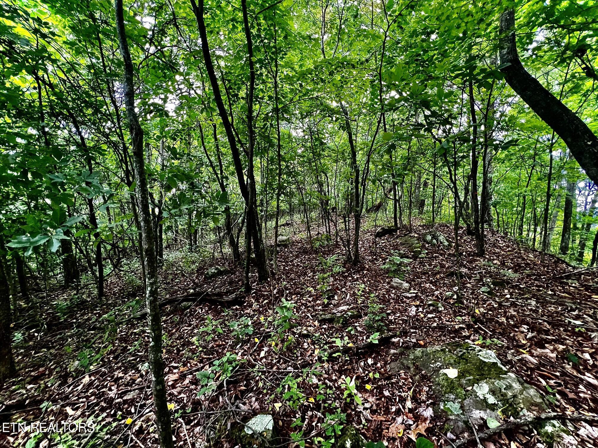 Lot 212 Clinch View Rd, New Tazewell, TN - Norris Lake Real Estate - Image# 30