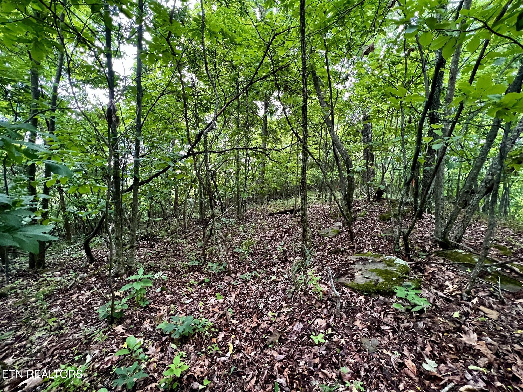 Lot 212 Clinch View Rd, New Tazewell, TN - Norris Lake Real Estate - Image# 31