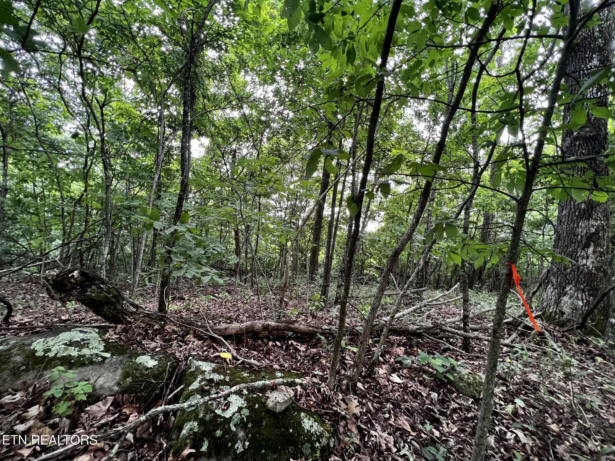 Lot 212 Clinch View Rd, New Tazewell, TN - Norris Lake Real Estate - Image# 32