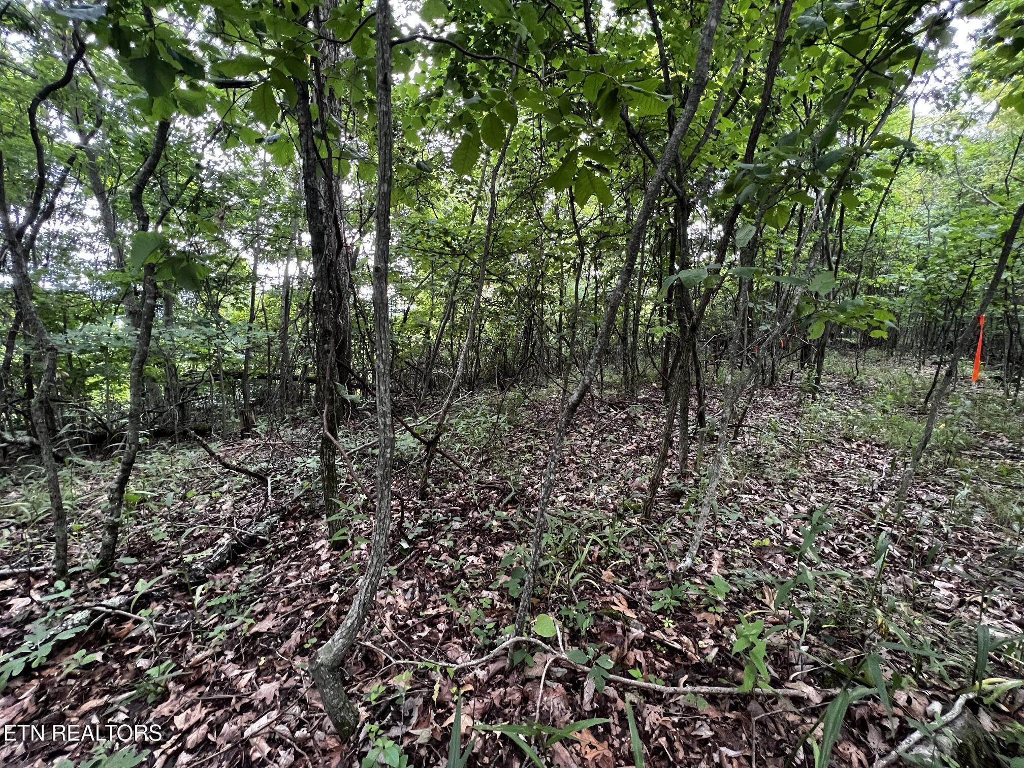 Lot 212 Clinch View Rd, New Tazewell, TN - Norris Lake Real Estate - Image# 33