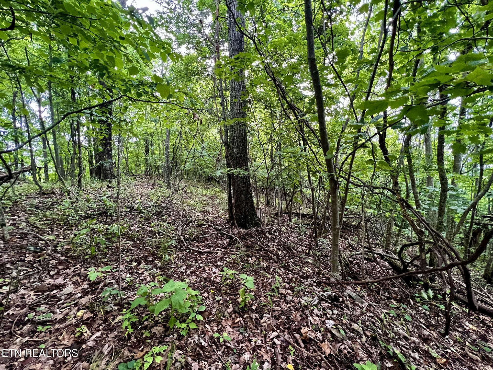 Lot 212 Clinch View Rd, New Tazewell, TN - Norris Lake Real Estate - Image# 34